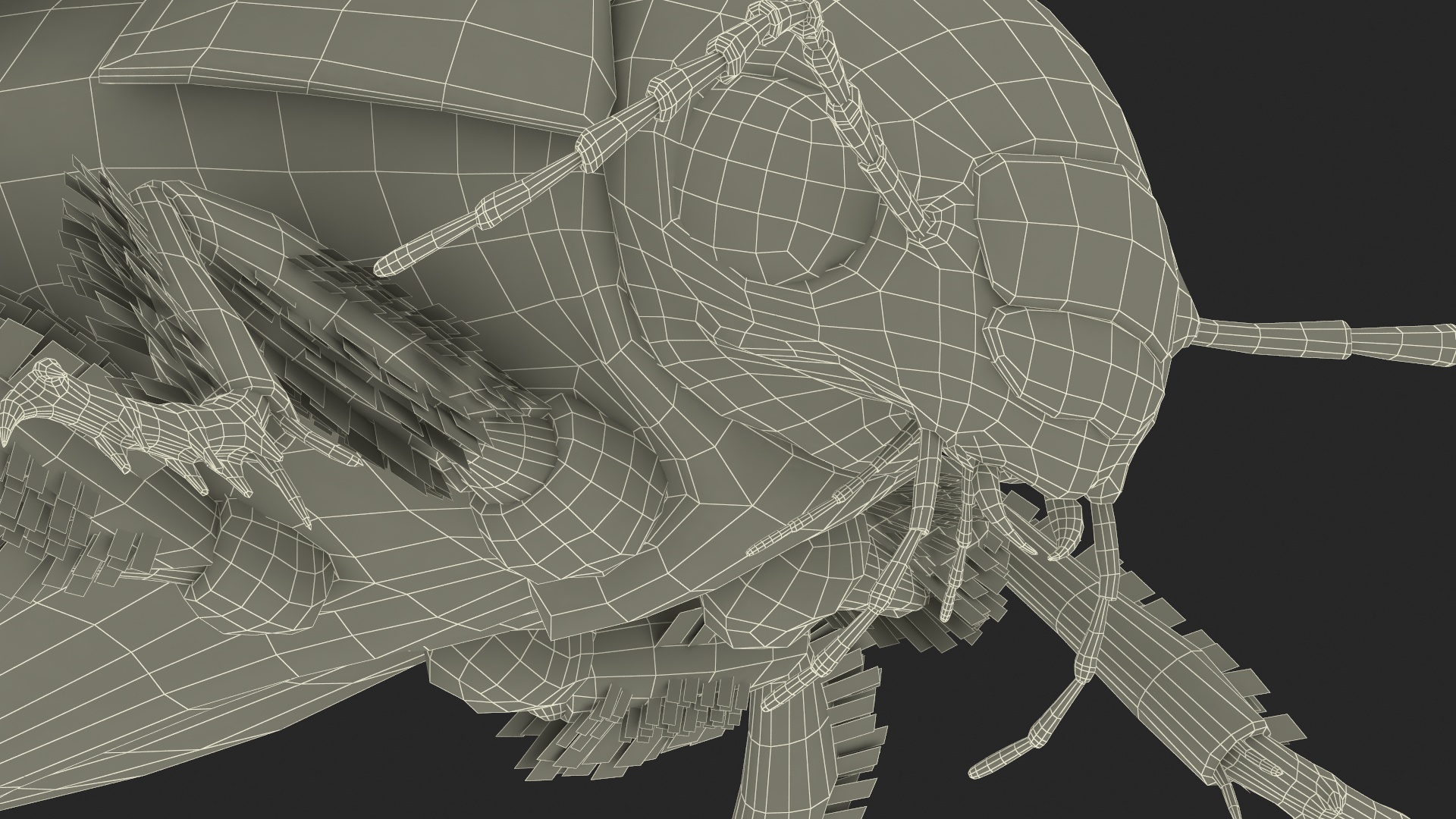 3D Hygrobia Beetle Beige Flying model