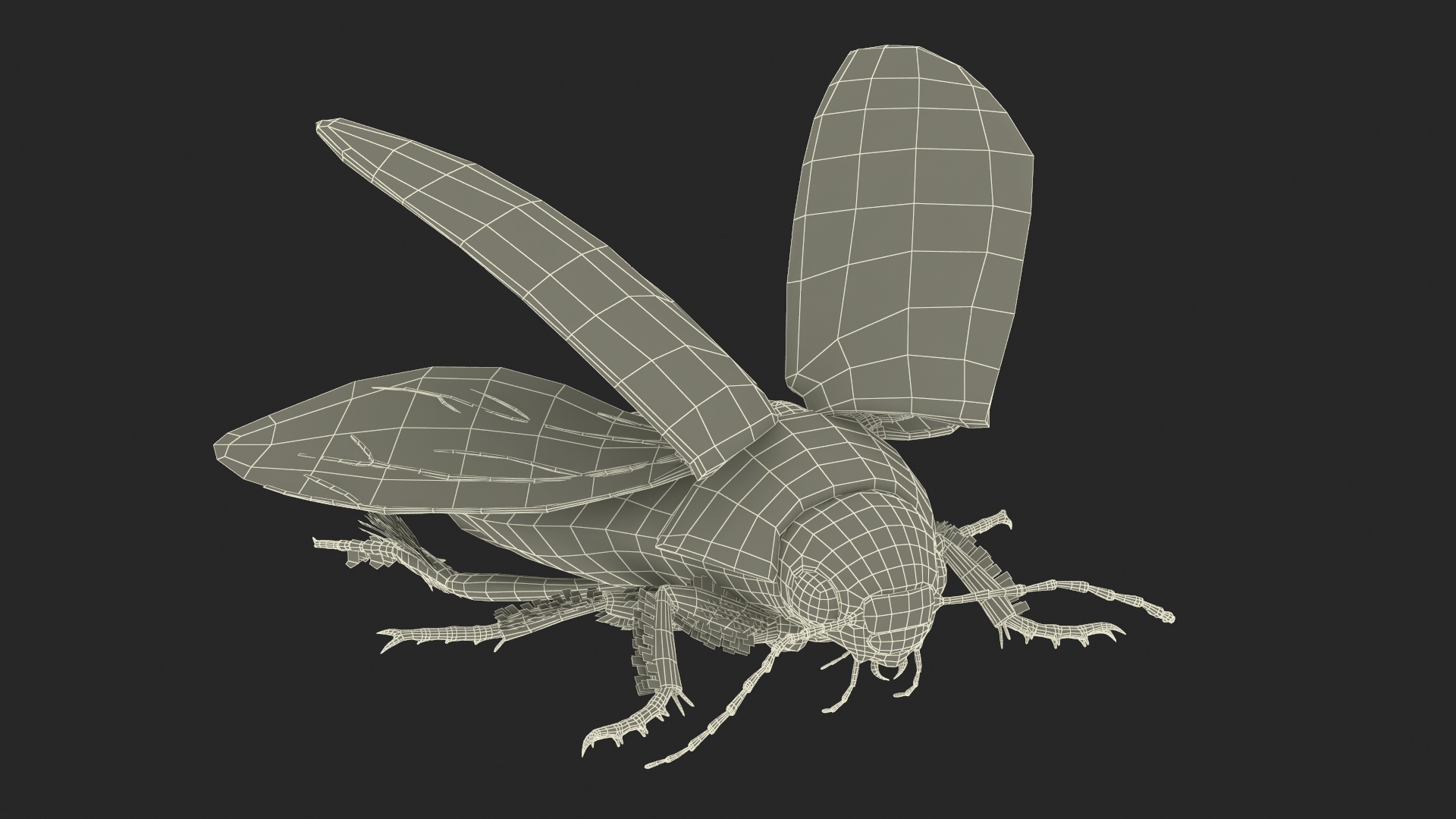 3D Hygrobia Beetle Beige Flying model