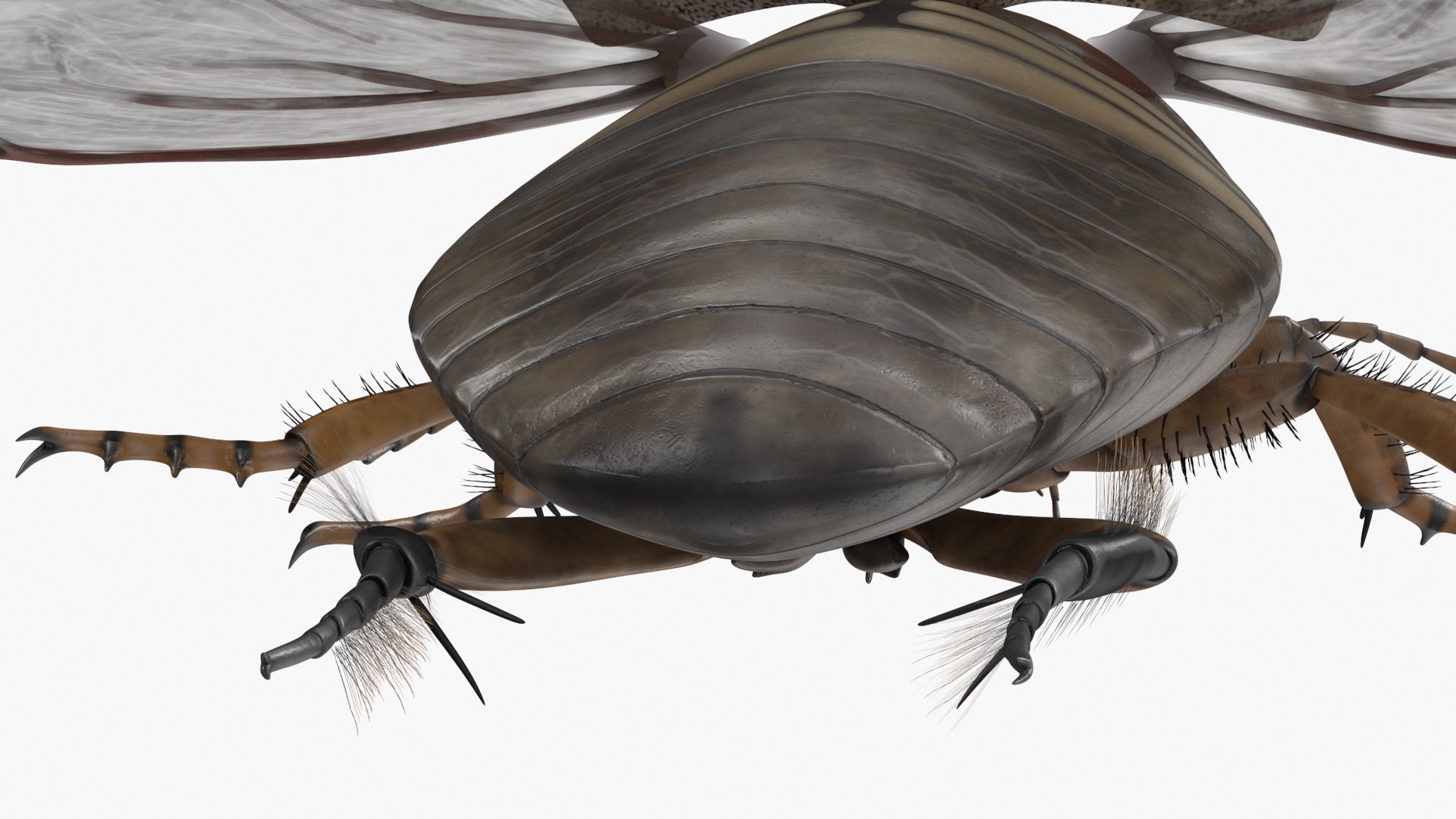 3D Hygrobia Beetle Beige Flying model