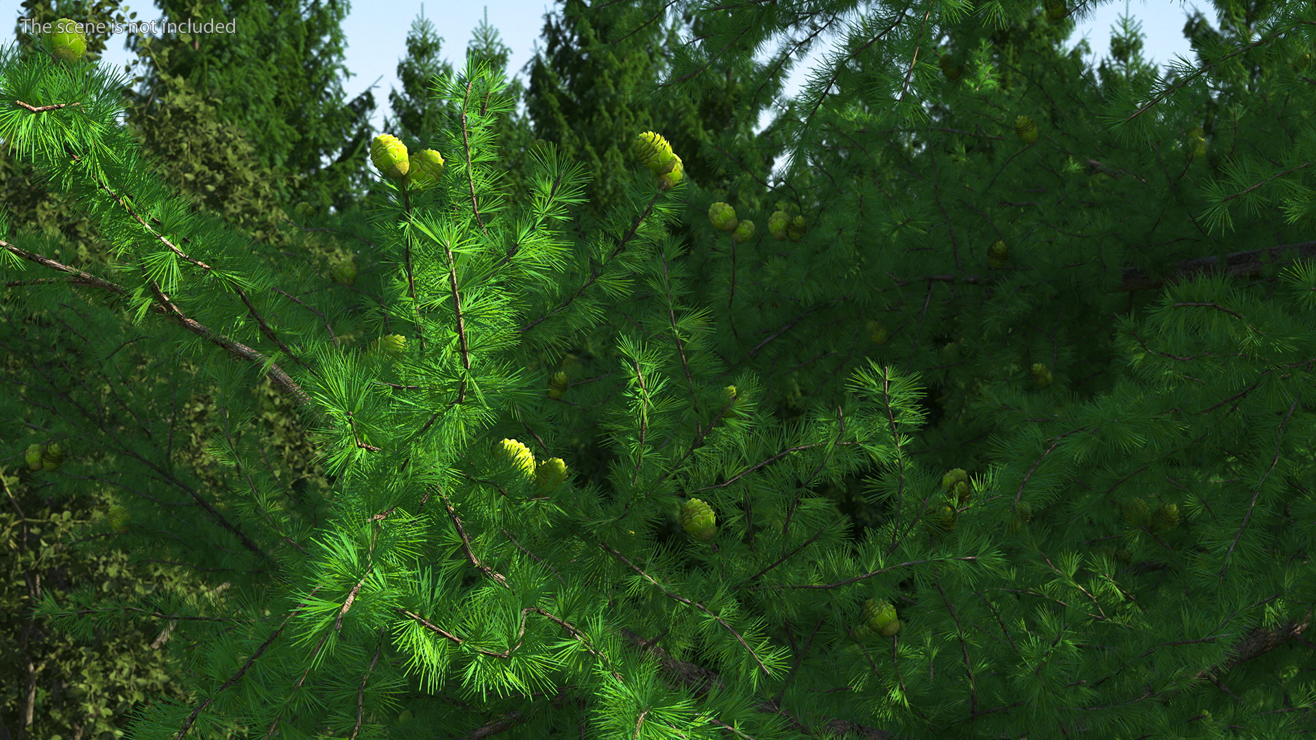 3D Green Japanese Larch Tree with Cones