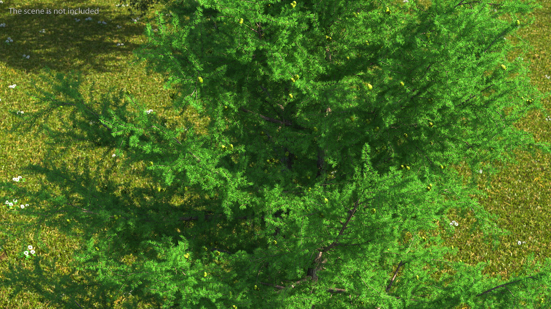 3D Green Japanese Larch Tree with Cones