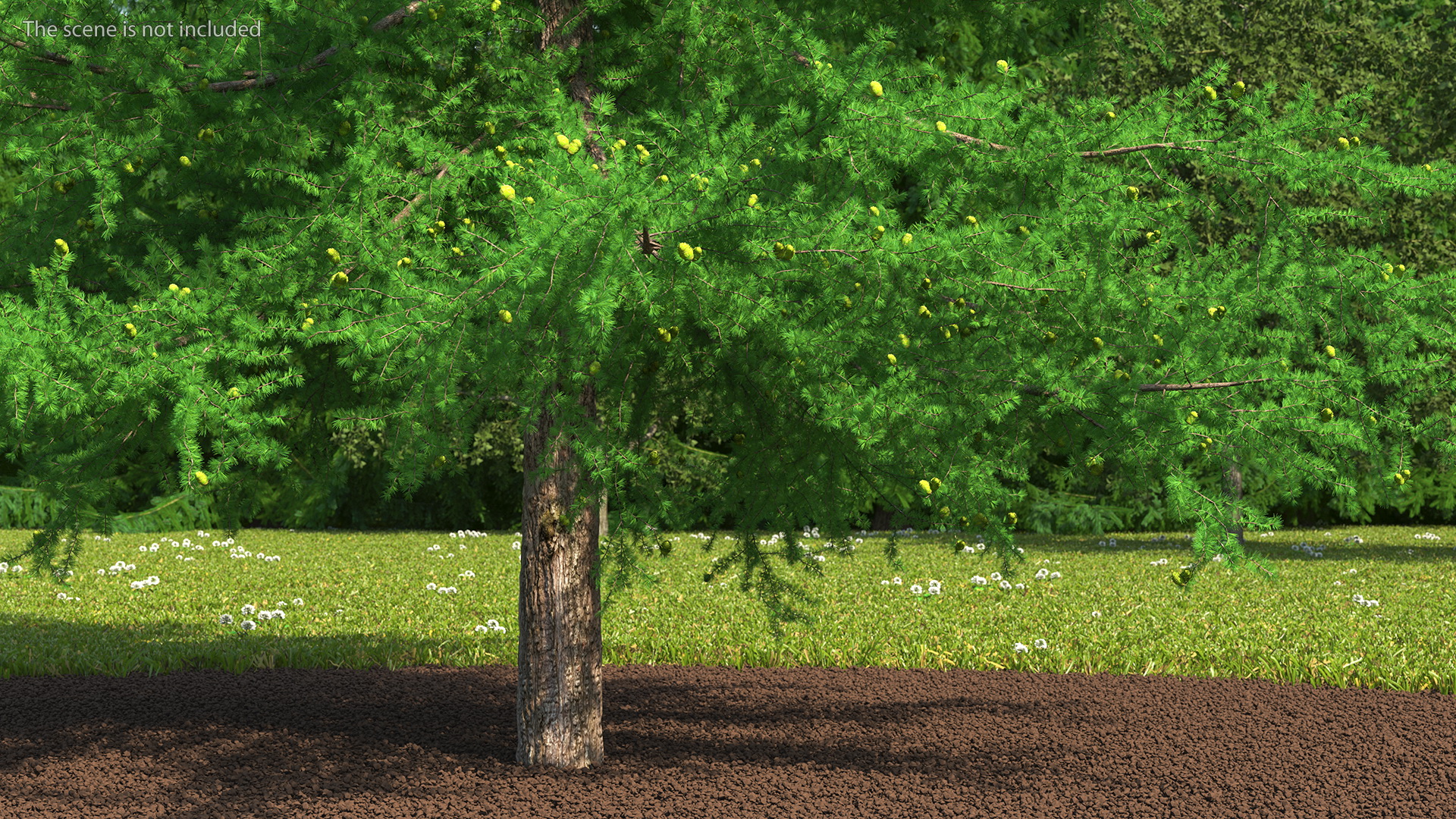 3D Green Japanese Larch Tree with Cones