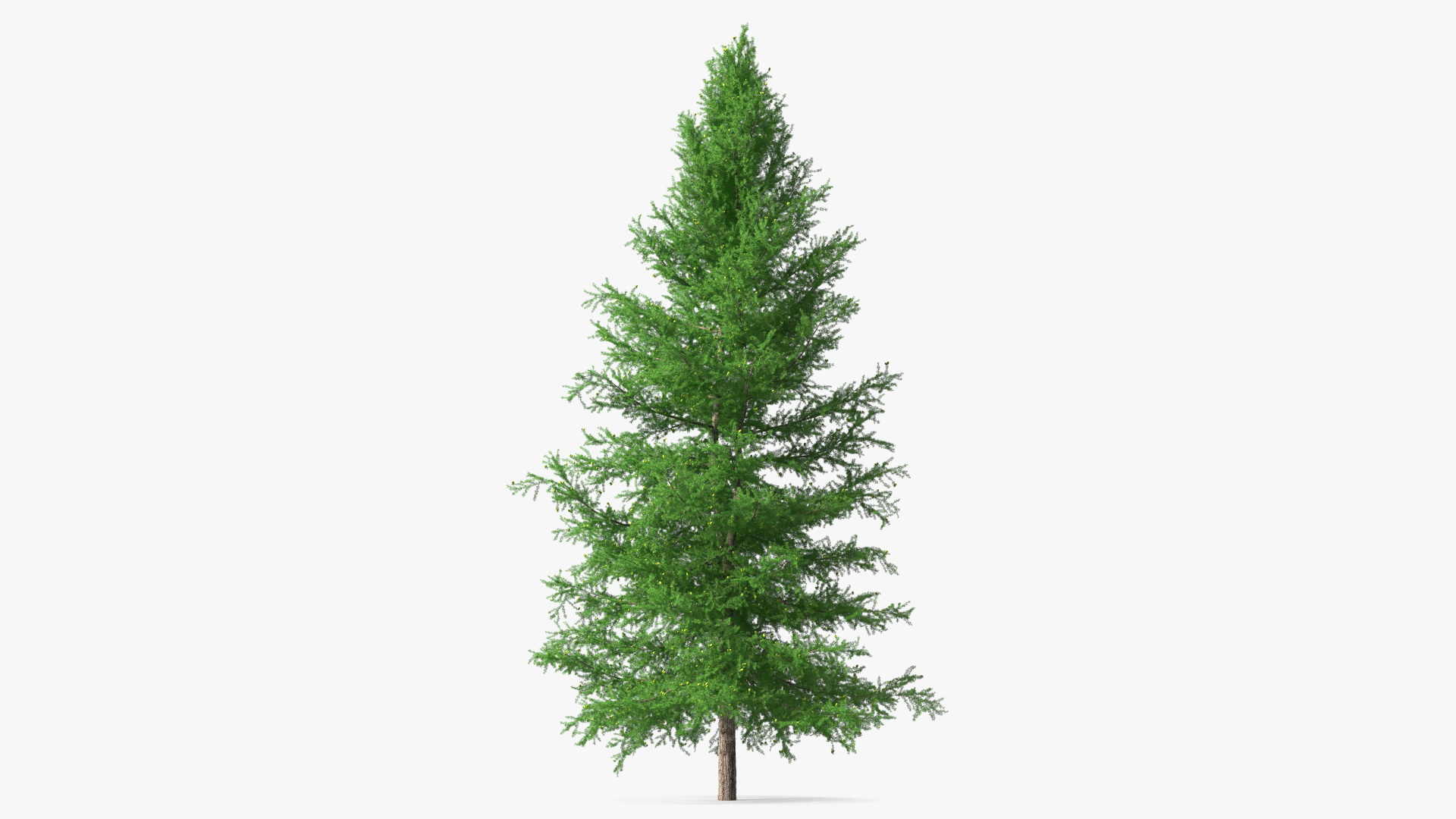 3D Green Japanese Larch Tree with Cones