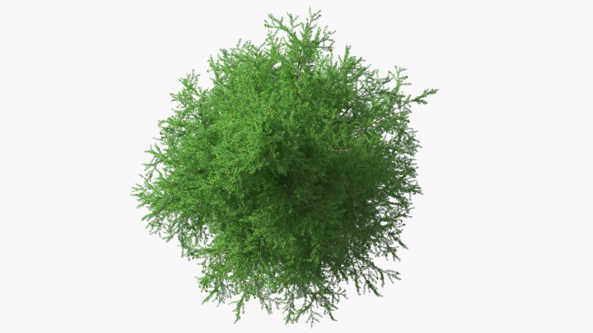 3D Green Japanese Larch Tree with Cones
