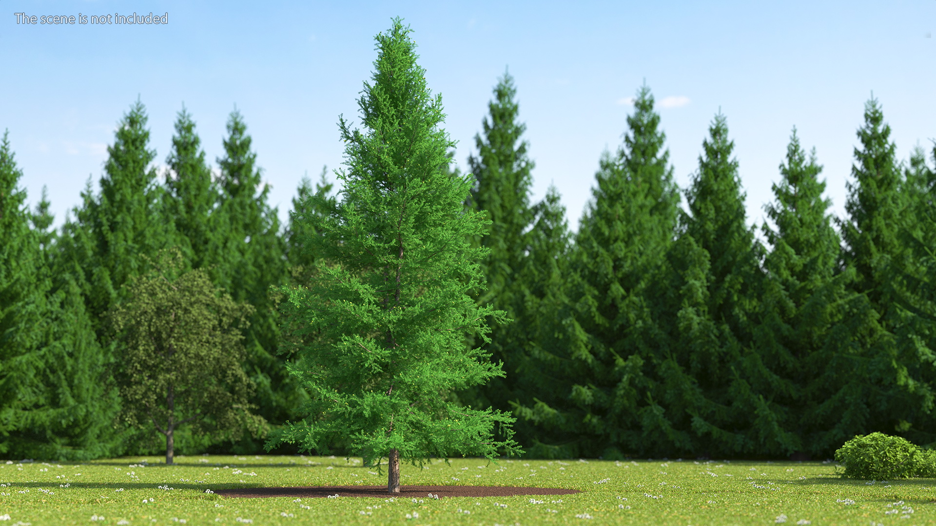 3D Green Japanese Larch Tree with Cones