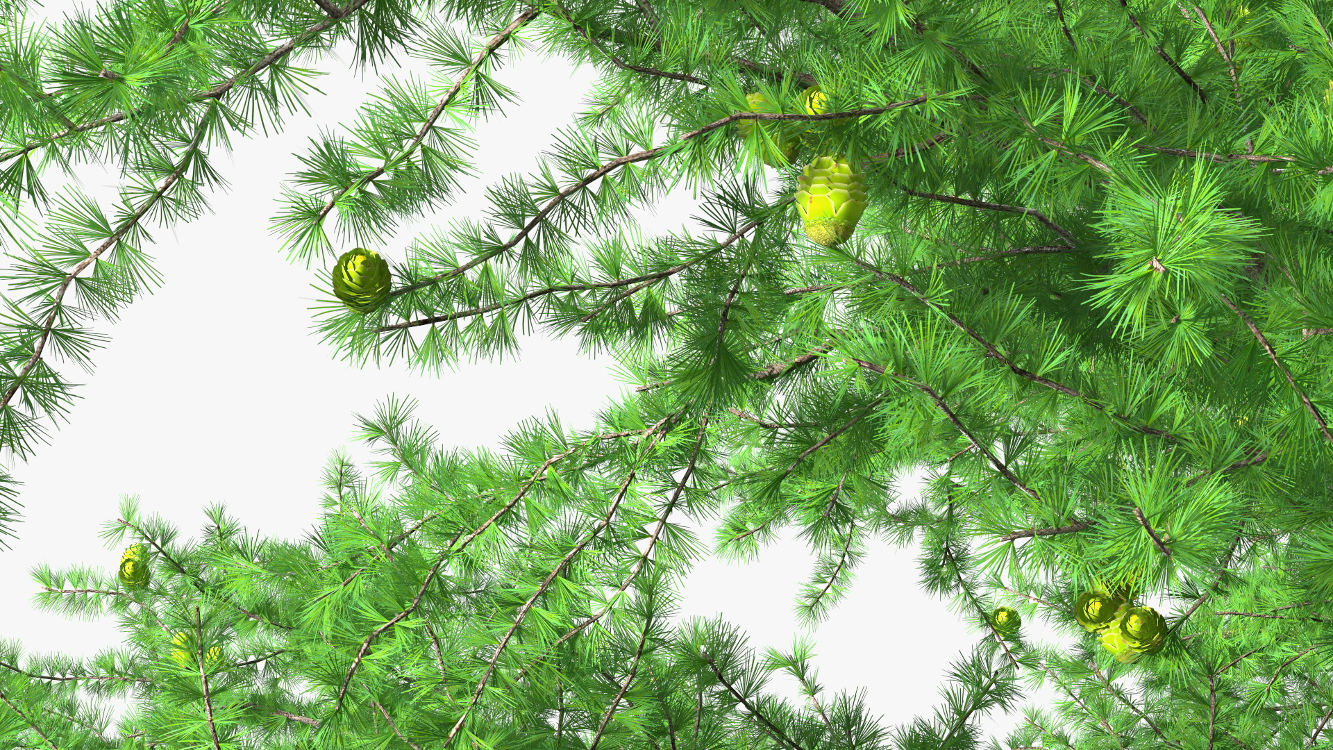3D Green Japanese Larch Tree with Cones