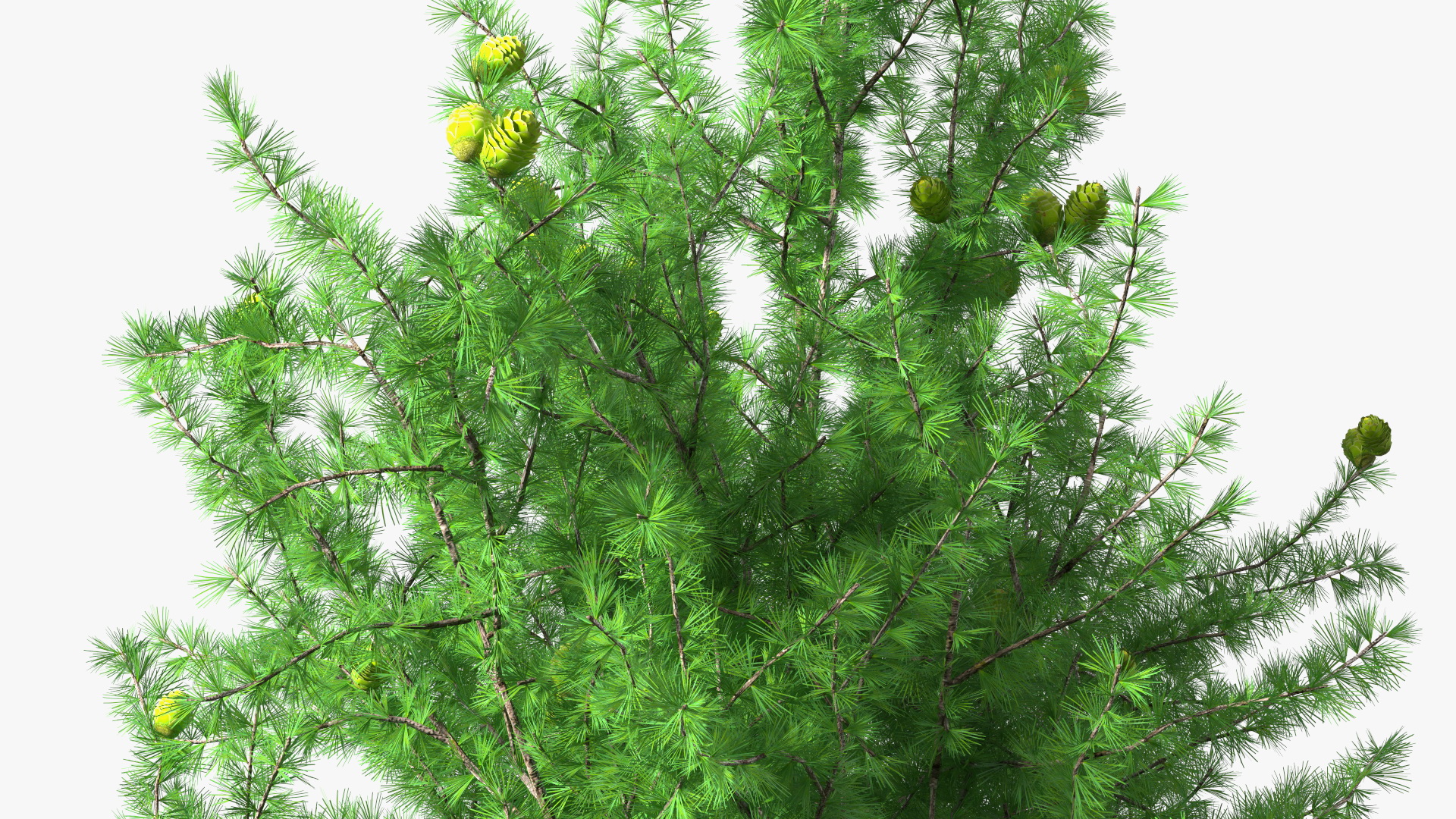 3D Green Japanese Larch Tree with Cones