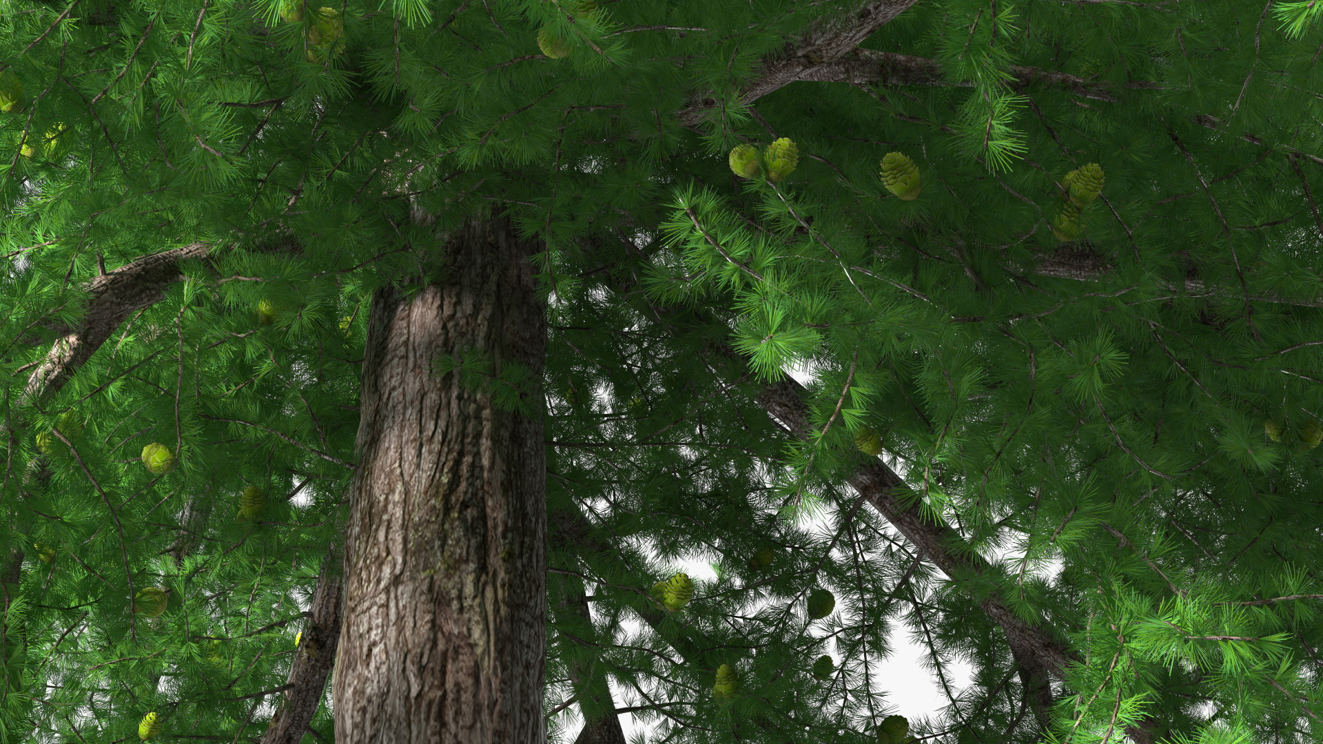 3D Green Japanese Larch Tree with Cones