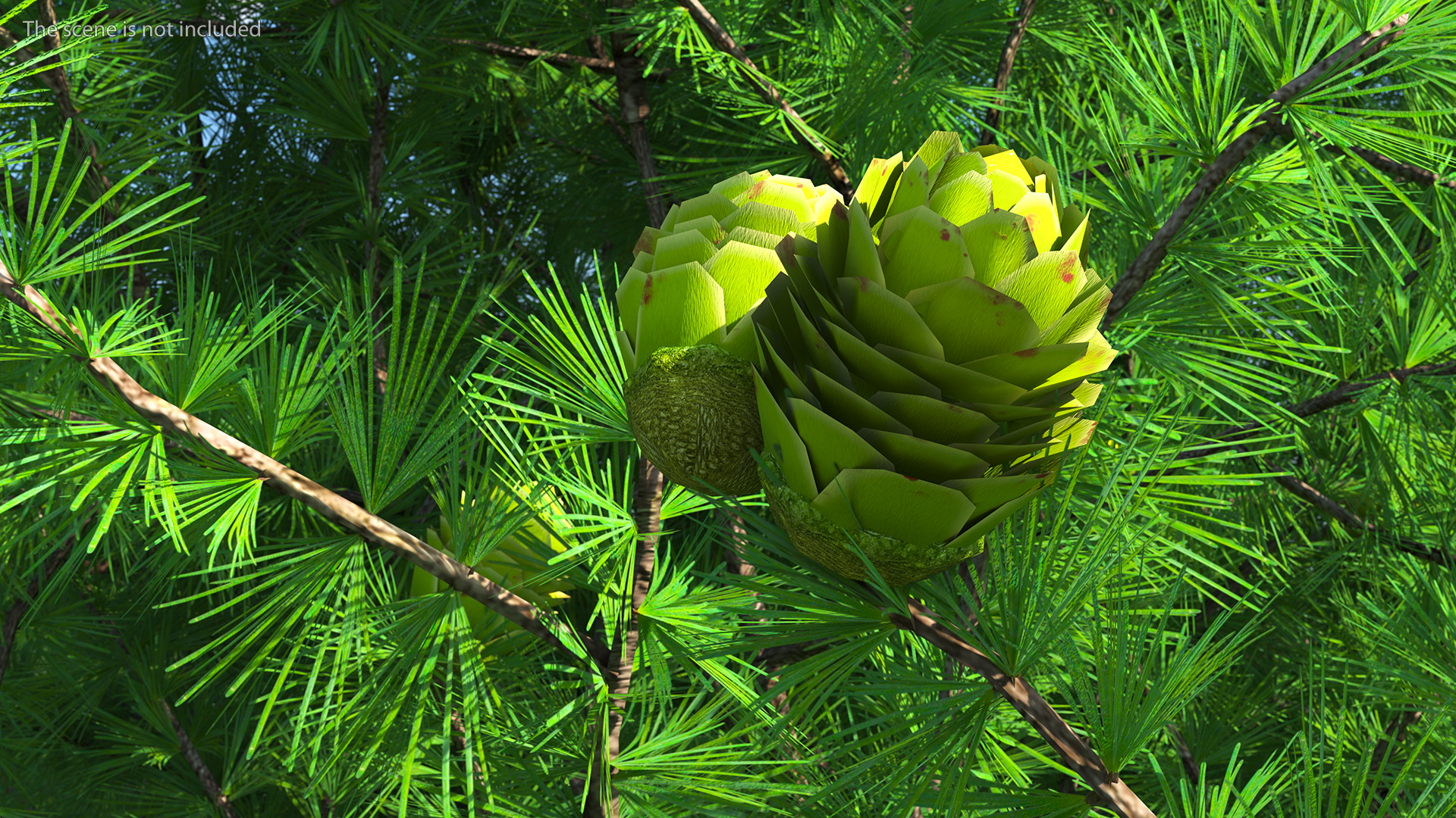 3D Green Japanese Larch Tree with Cones