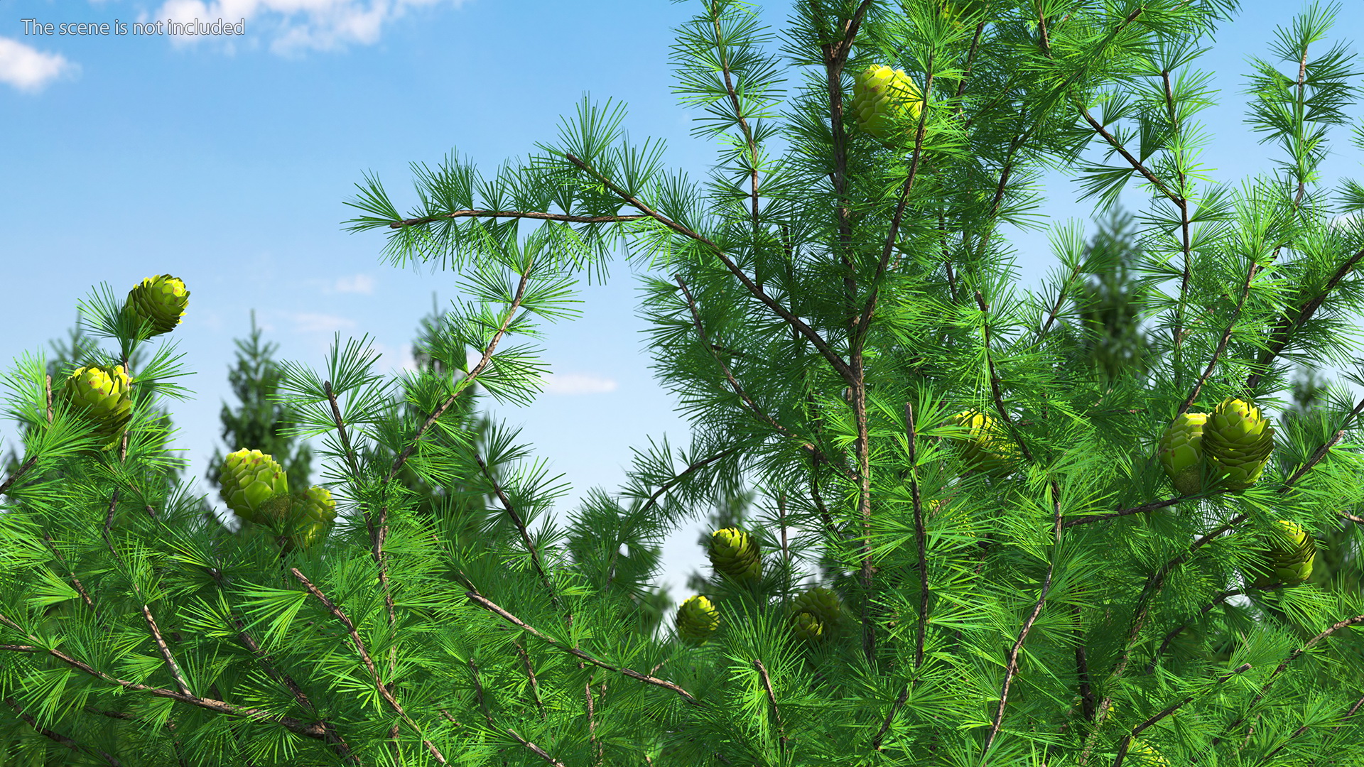 3D Green Japanese Larch Tree with Cones