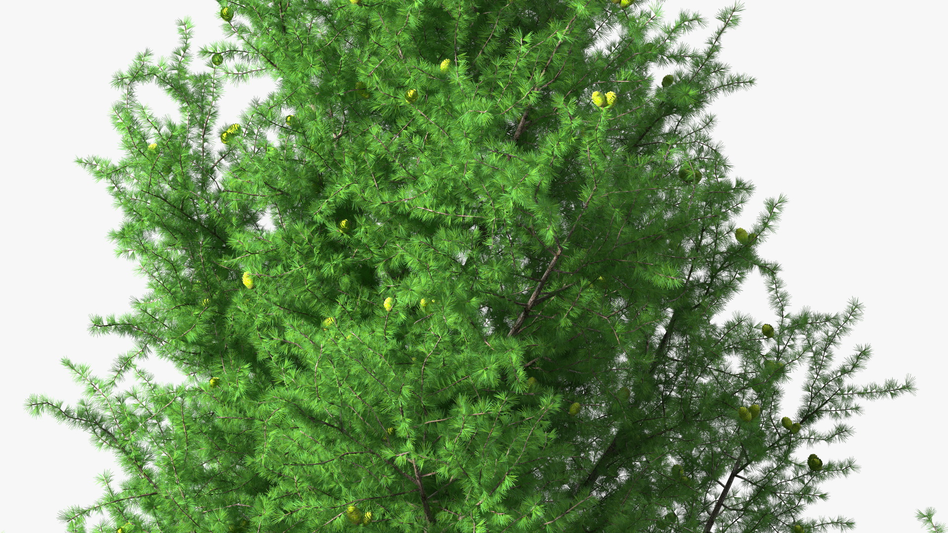 3D Green Japanese Larch Tree with Cones