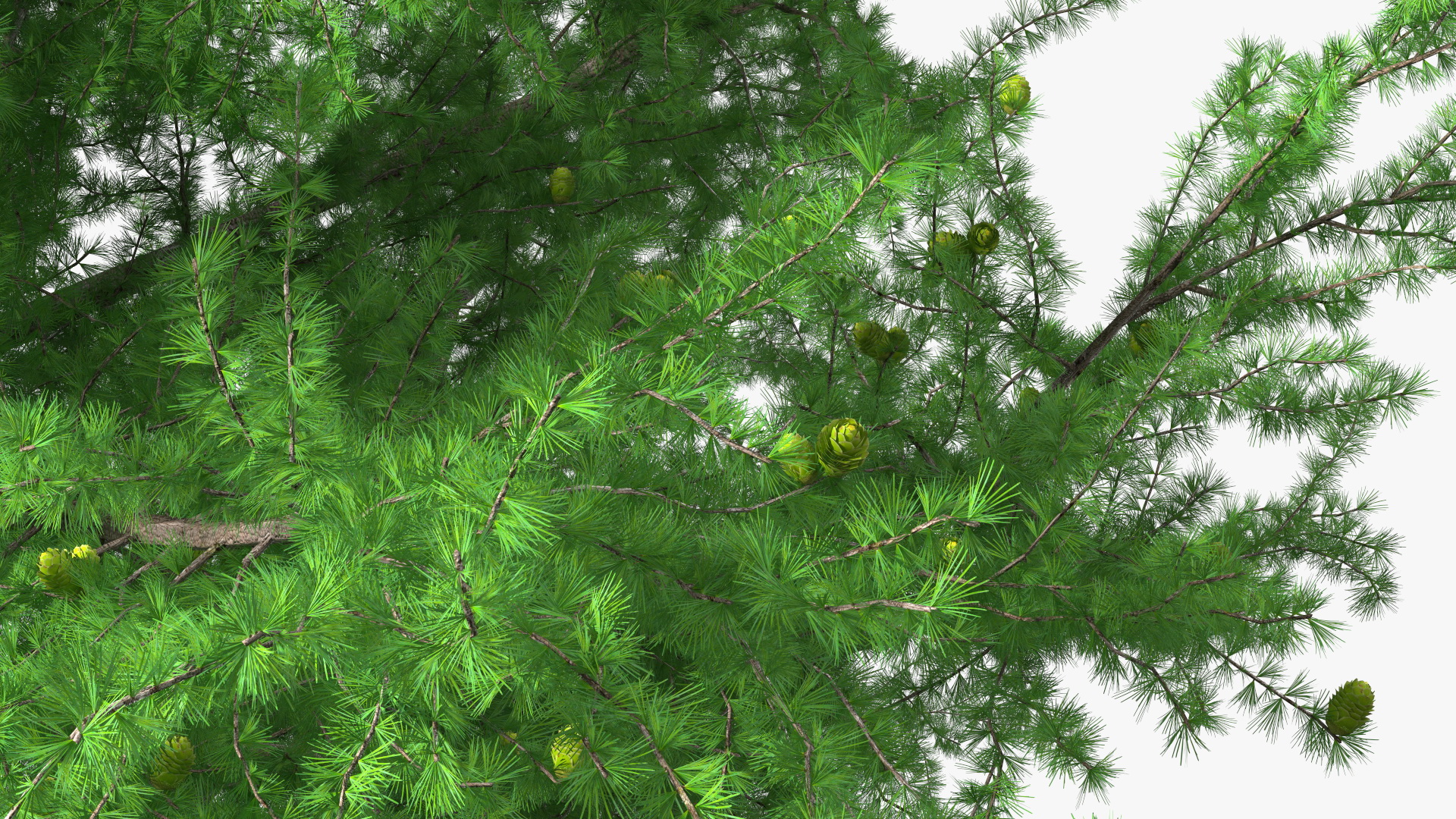 3D Green Japanese Larch Tree with Cones