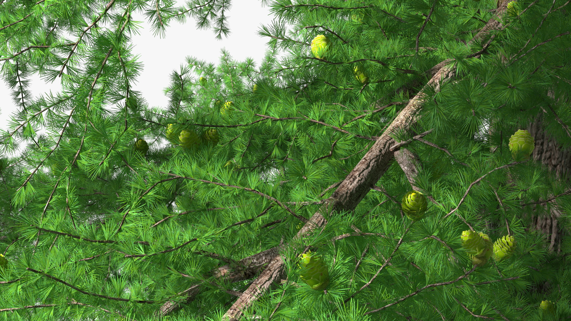 3D Green Japanese Larch Tree with Cones