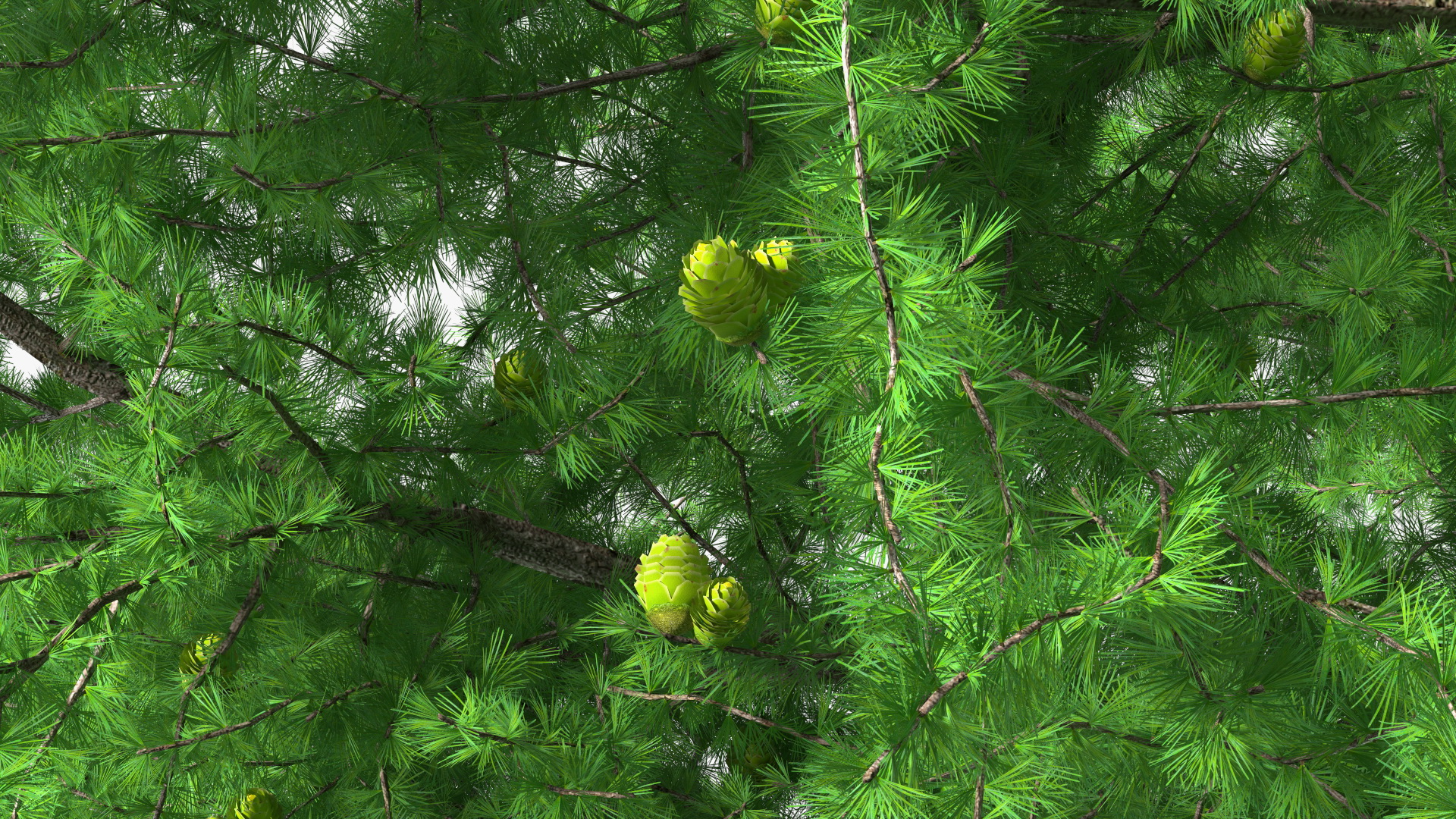 3D Green Japanese Larch Tree with Cones