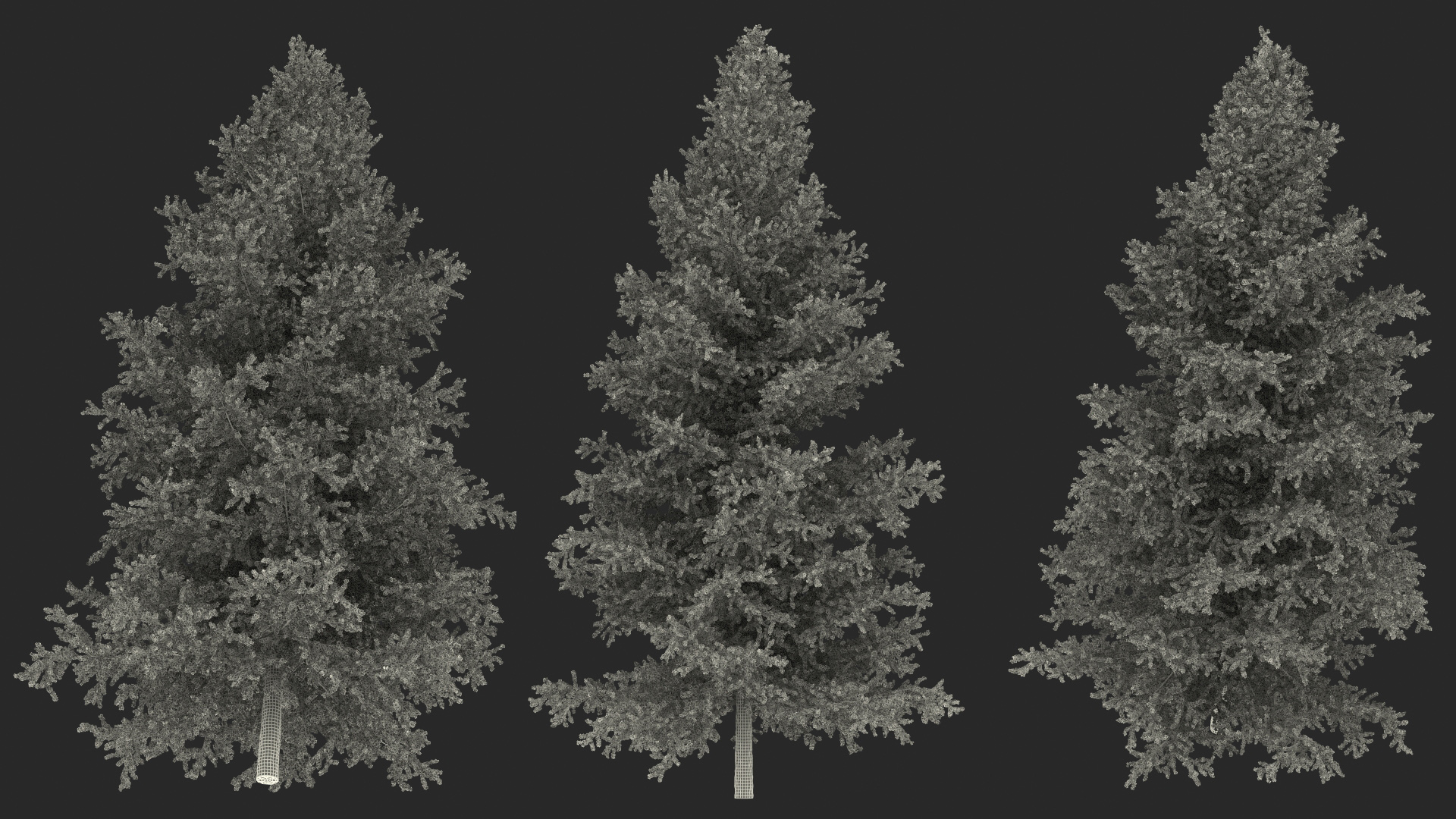 3D Green Japanese Larch Tree with Cones
