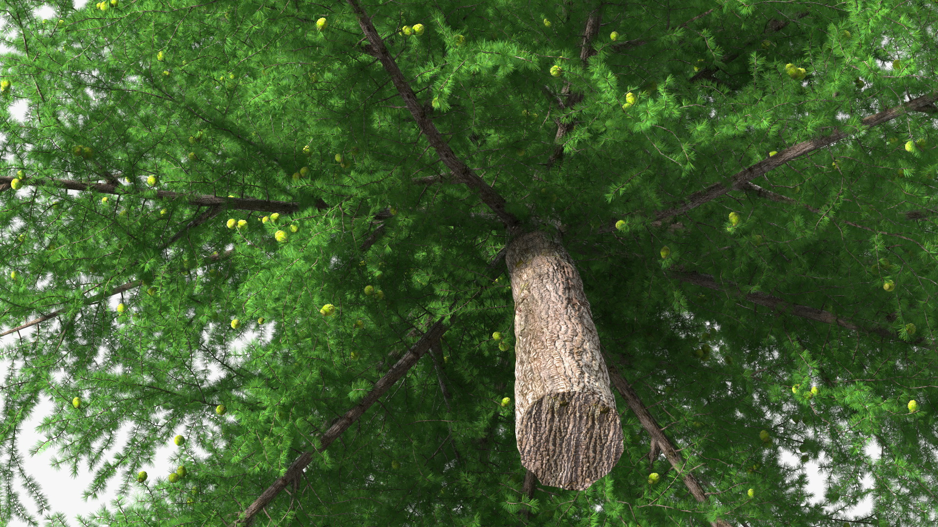 3D Green Japanese Larch Tree with Cones