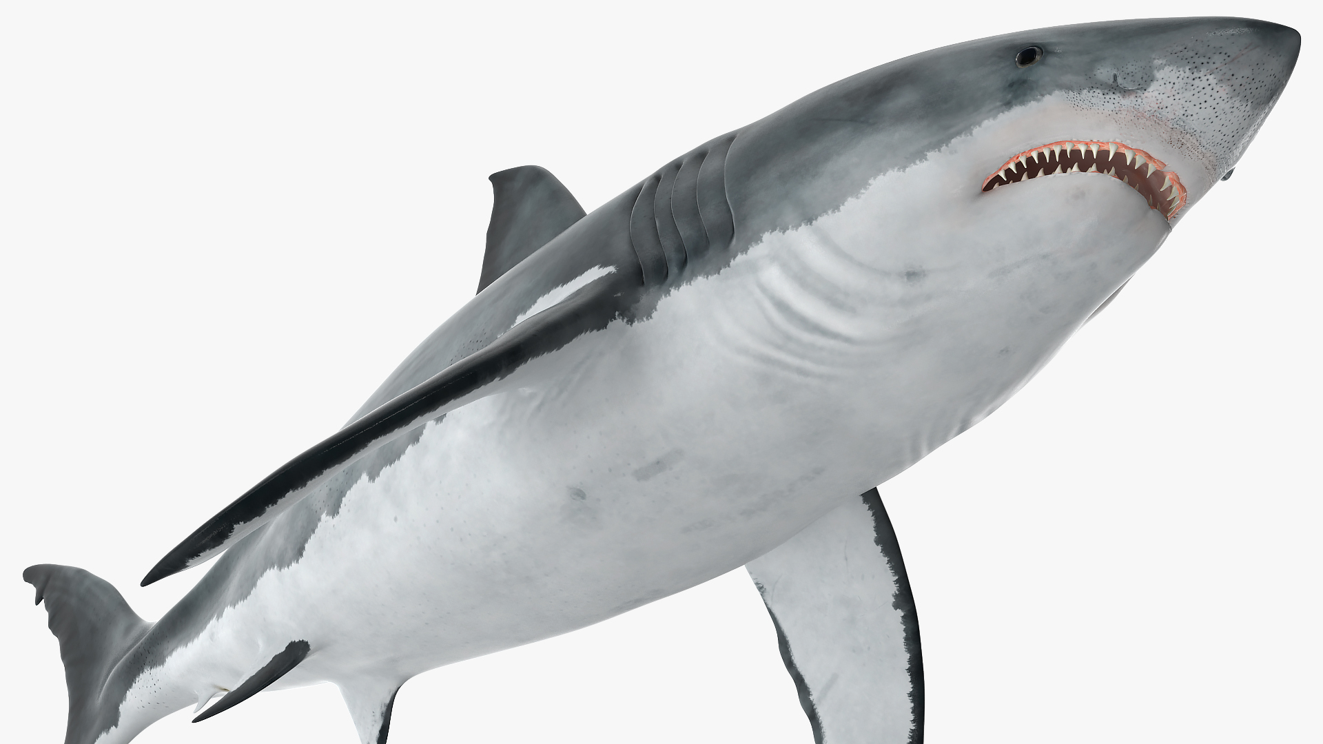 Great White Shark Fish 3D