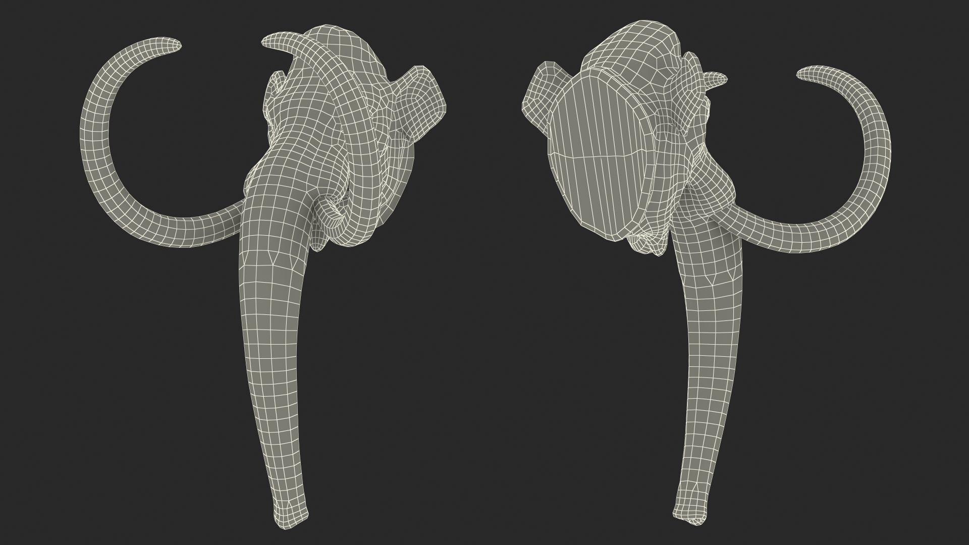 3D Mammoth Adult Head model