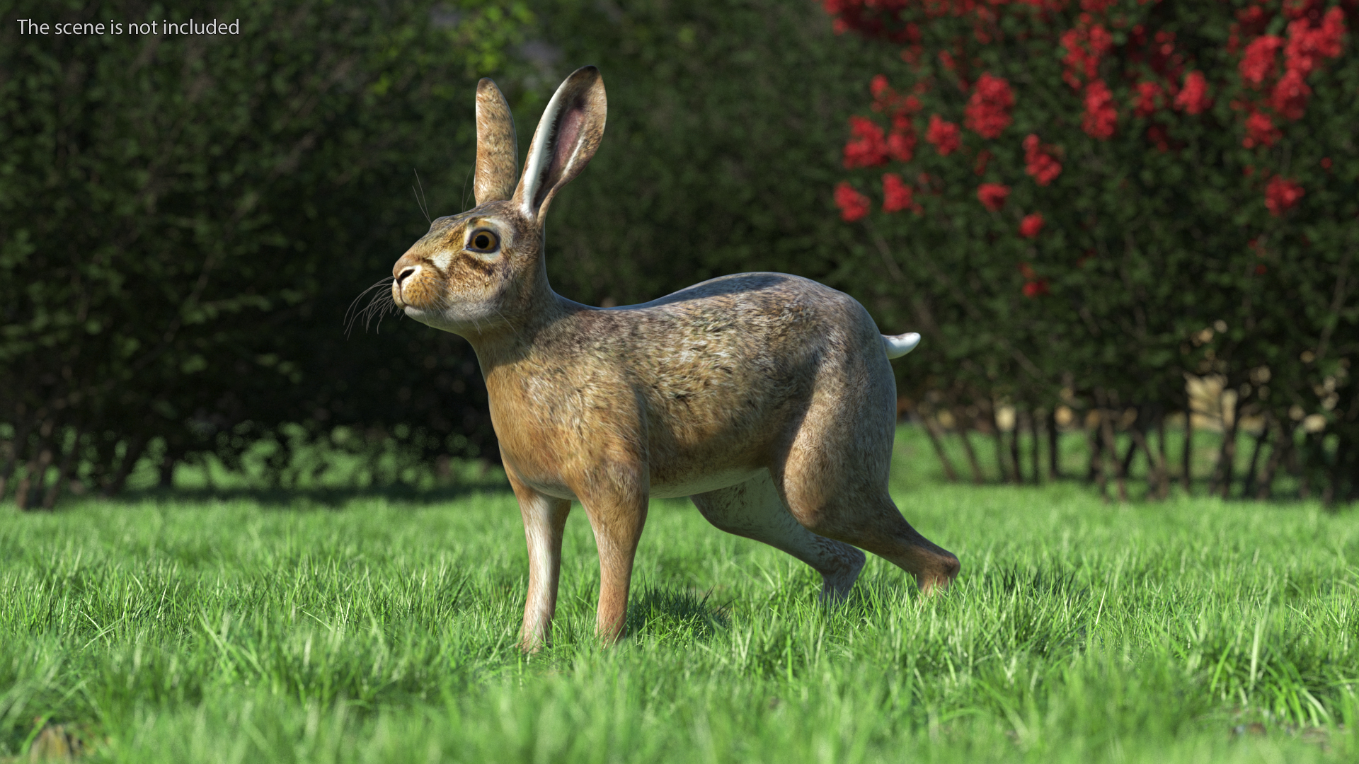 3D European Hare model