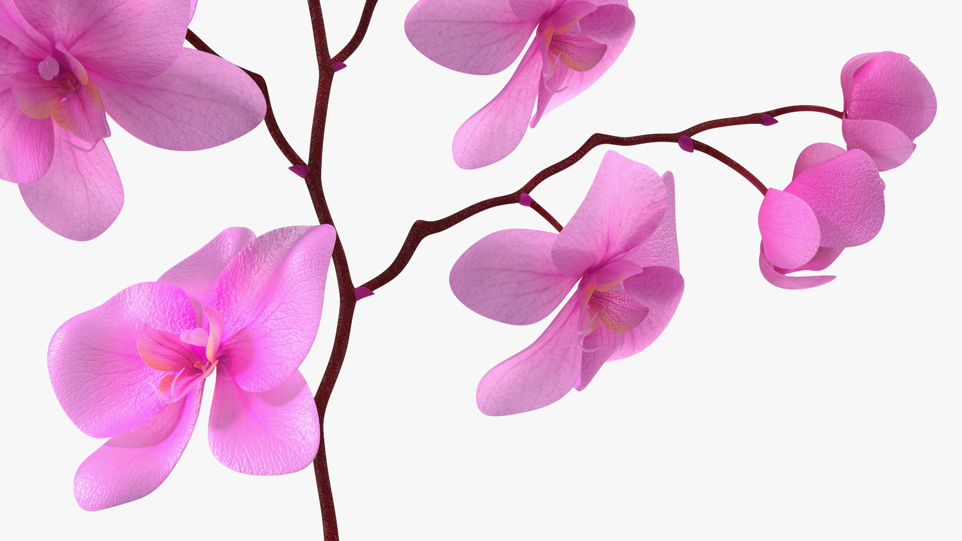 Pink Phalaenopsis Orchid 3D model