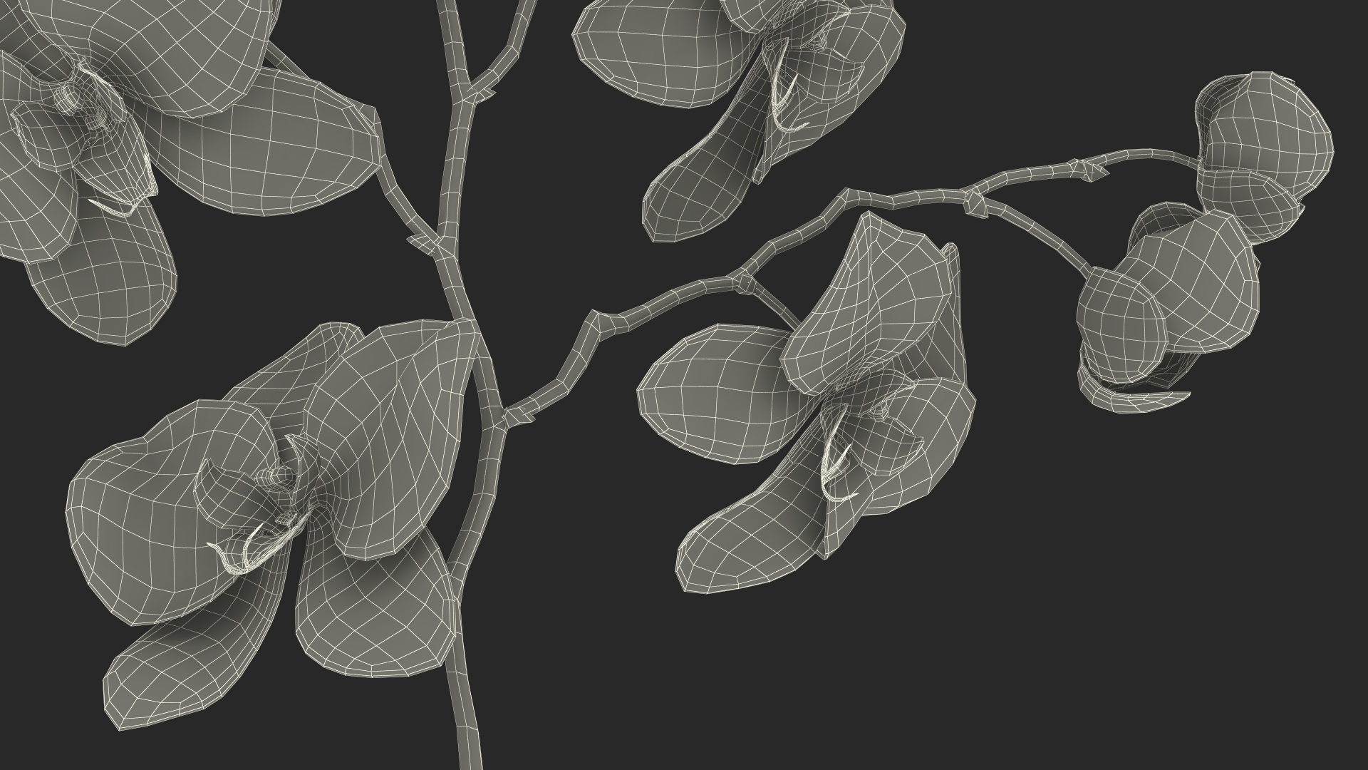 Pink Phalaenopsis Orchid 3D model