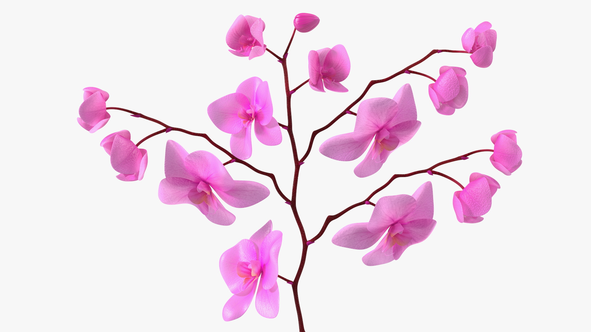 Pink Phalaenopsis Orchid 3D model