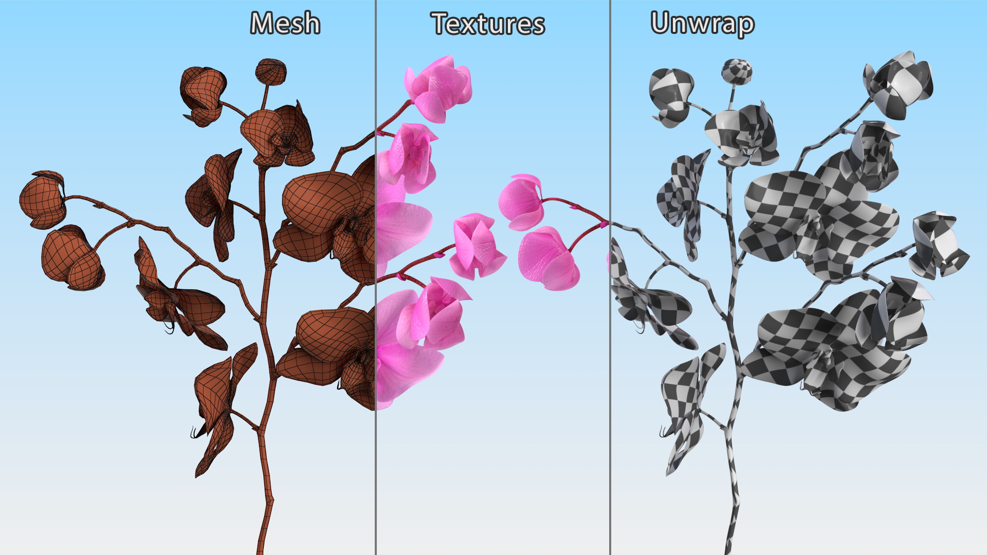 Pink Phalaenopsis Orchid 3D model