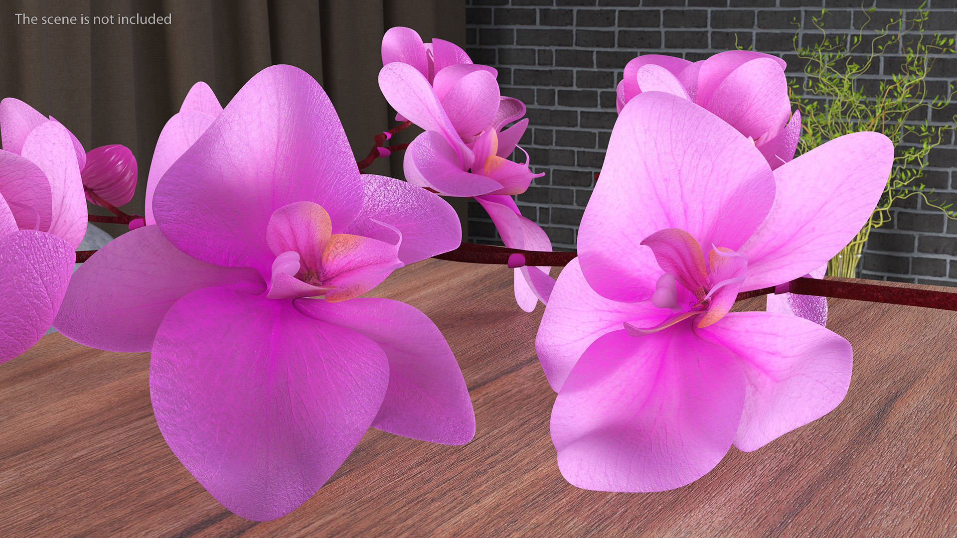 Pink Phalaenopsis Orchid 3D model