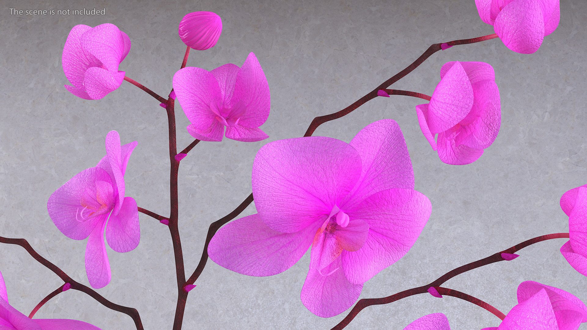 Pink Phalaenopsis Orchid 3D model