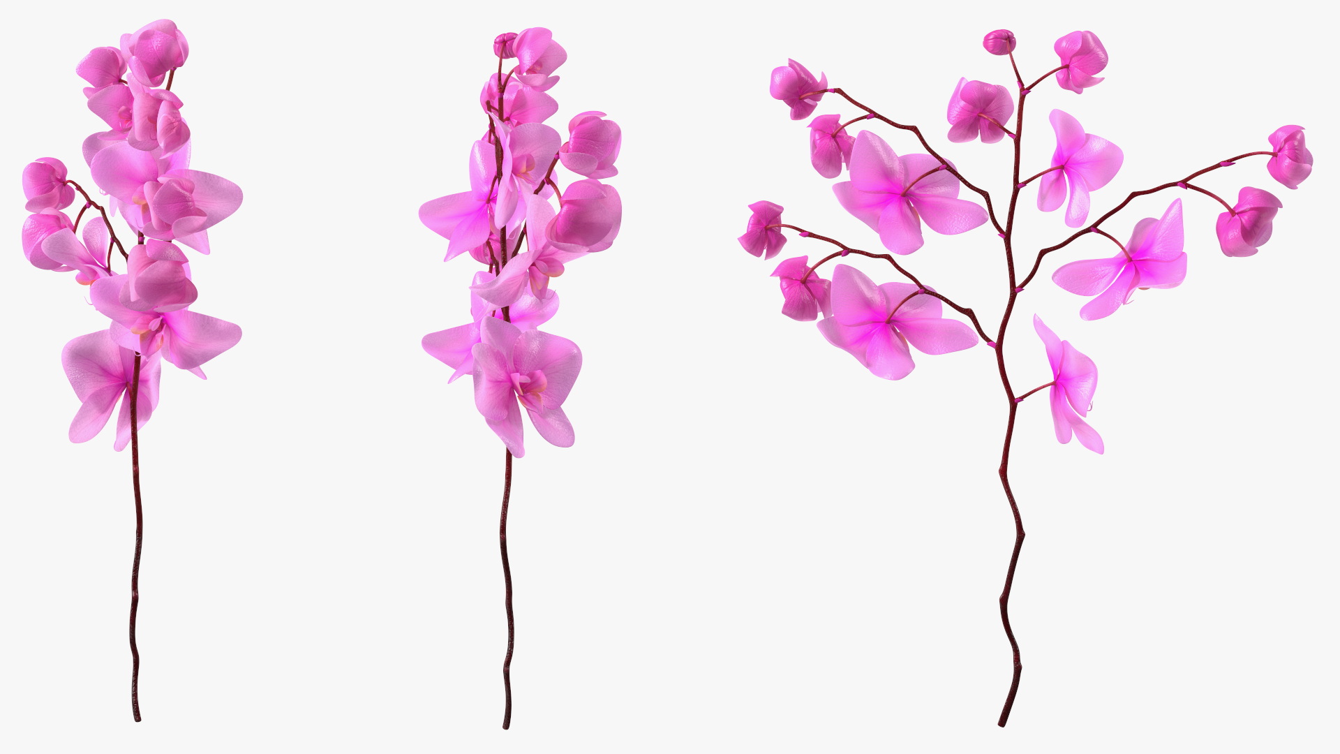 Pink Phalaenopsis Orchid 3D model
