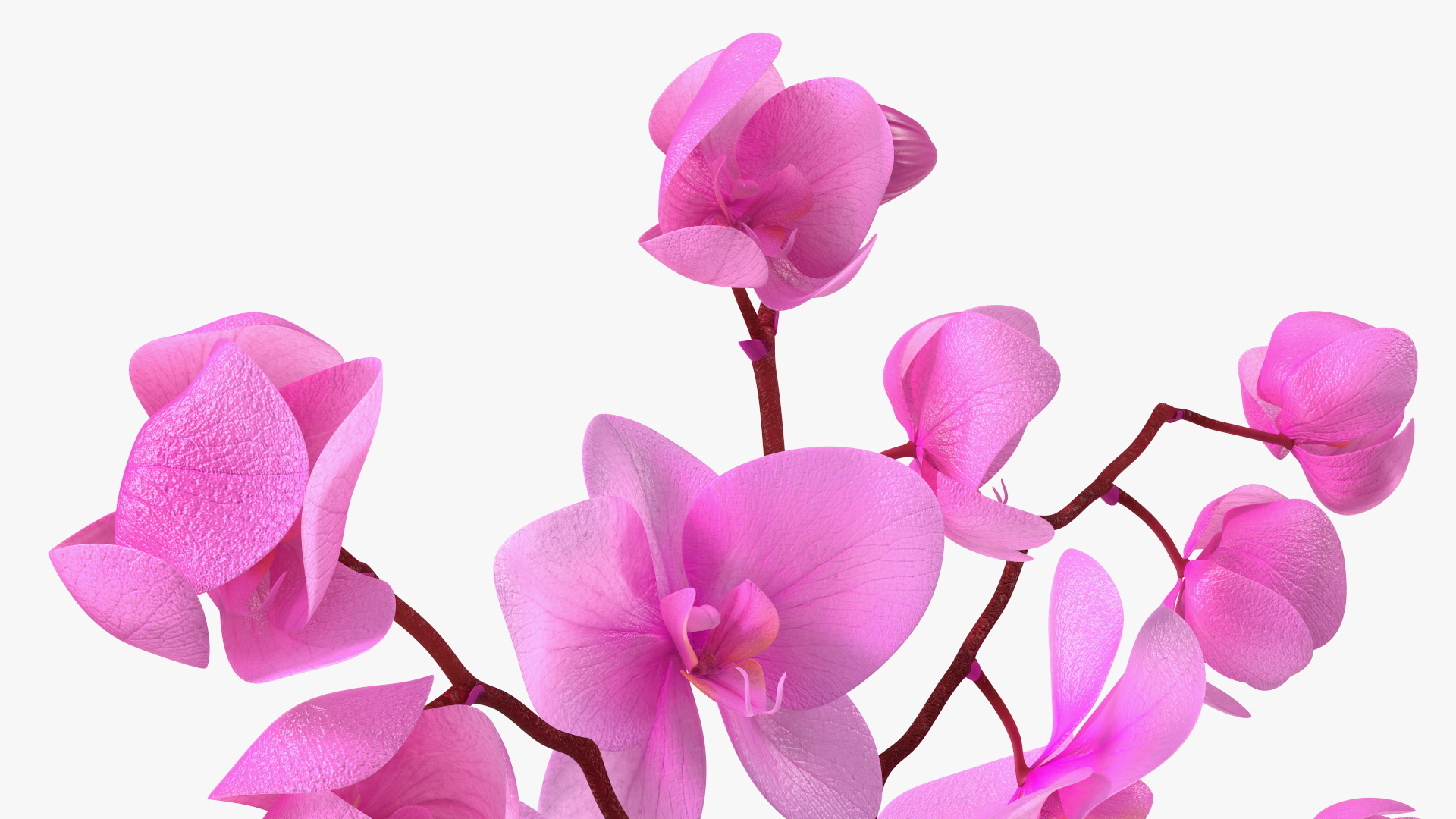 Pink Phalaenopsis Orchid 3D model