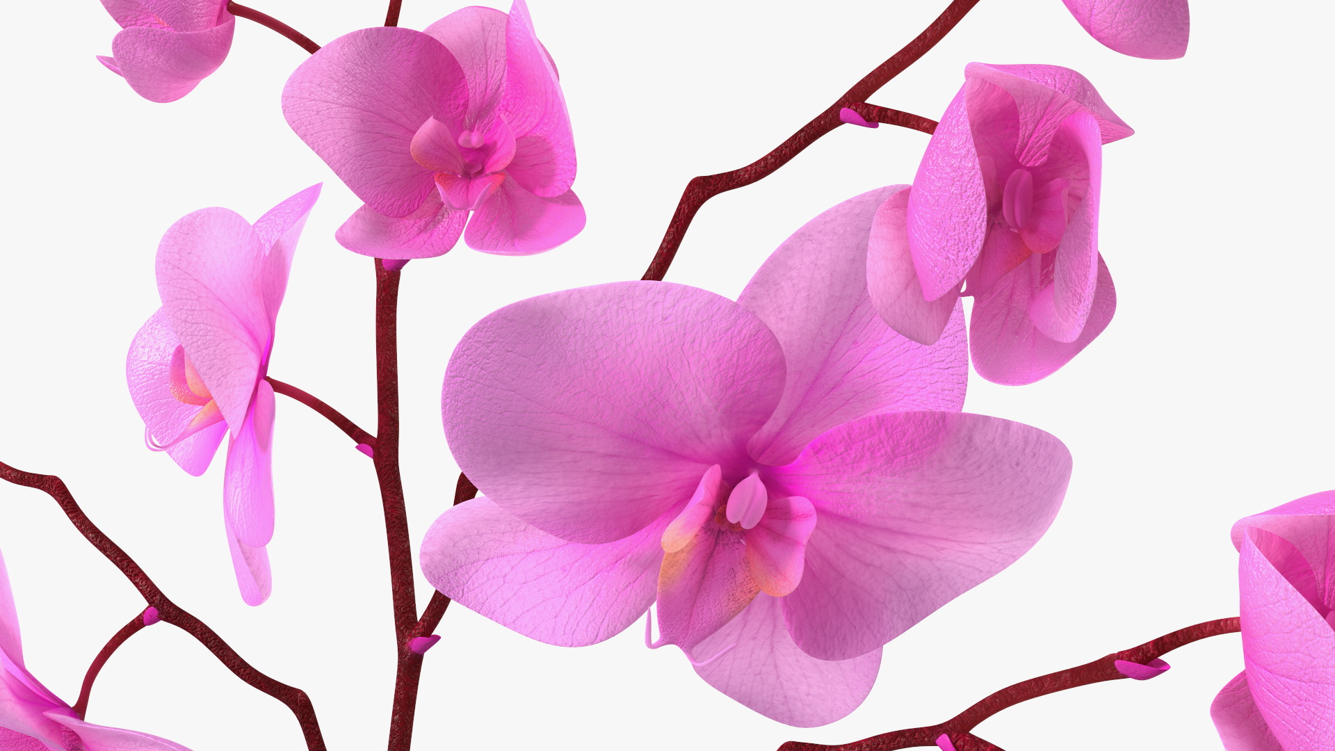 Pink Phalaenopsis Orchid 3D model