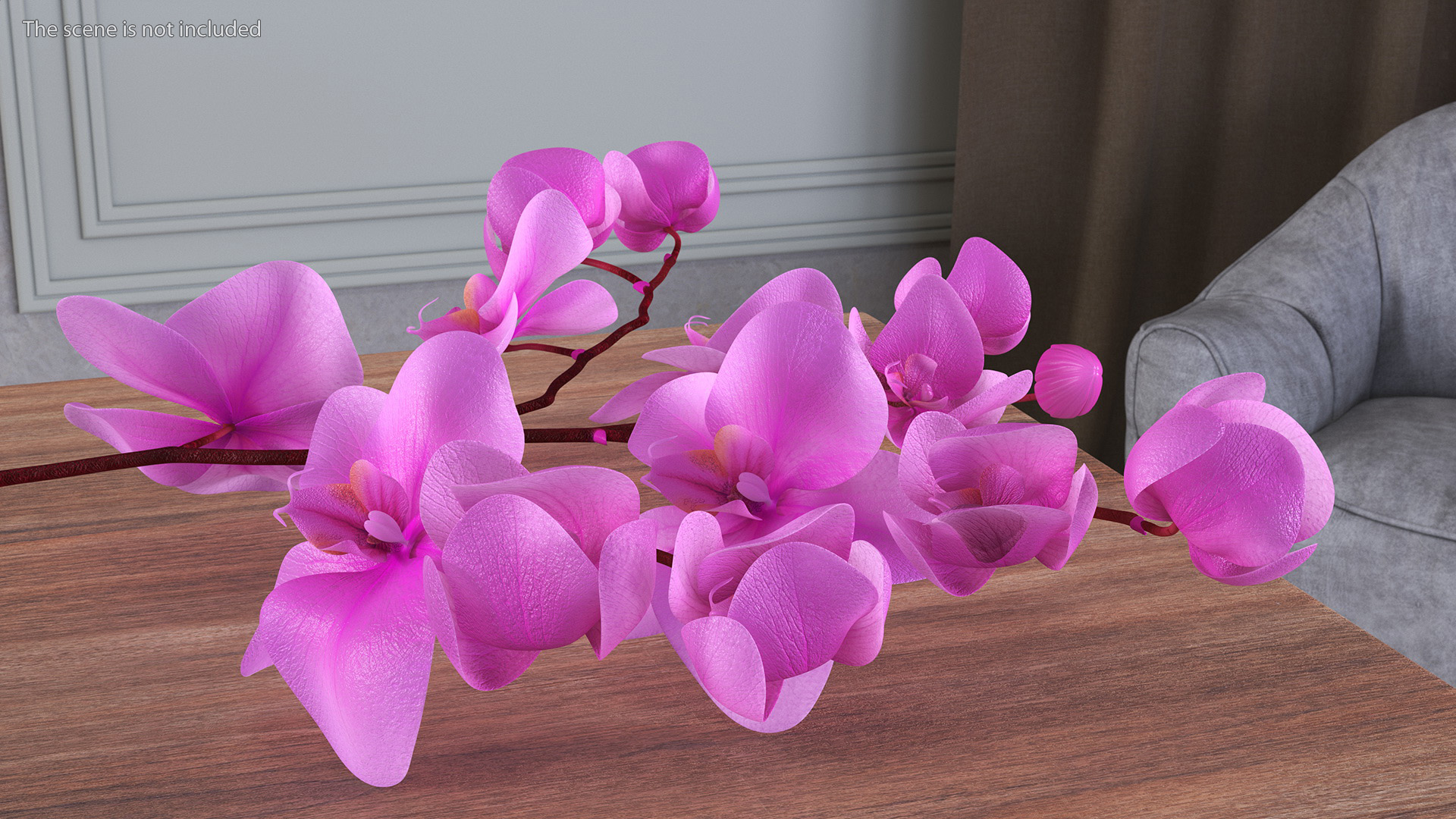 Pink Phalaenopsis Orchid 3D model