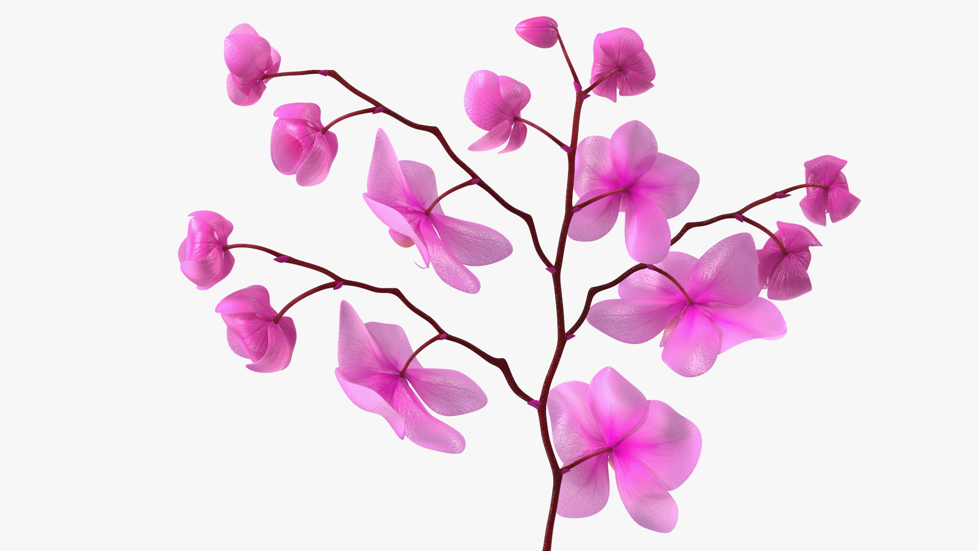 Pink Phalaenopsis Orchid 3D model