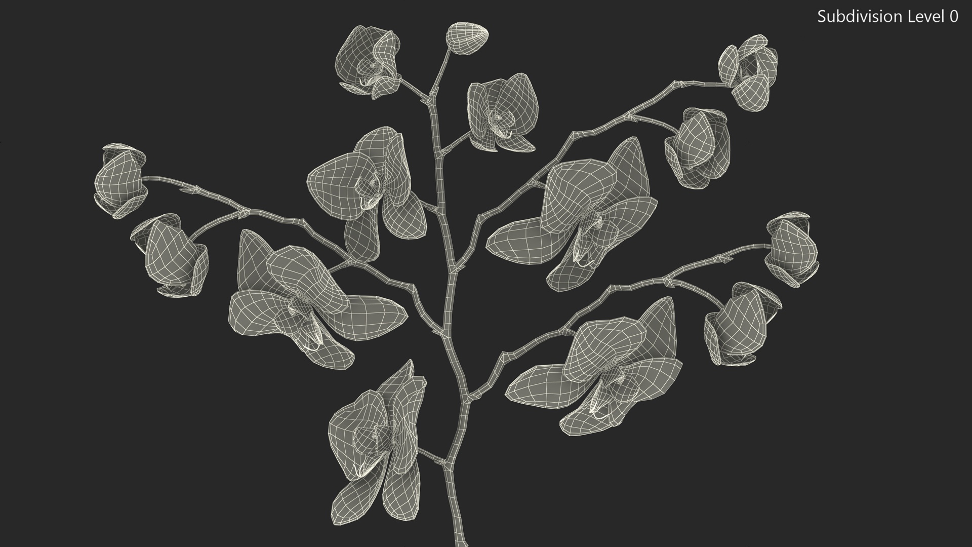 Pink Phalaenopsis Orchid 3D model