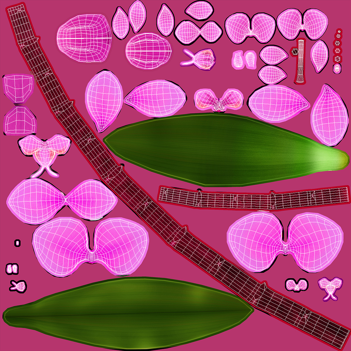 Pink Phalaenopsis Orchid 3D model