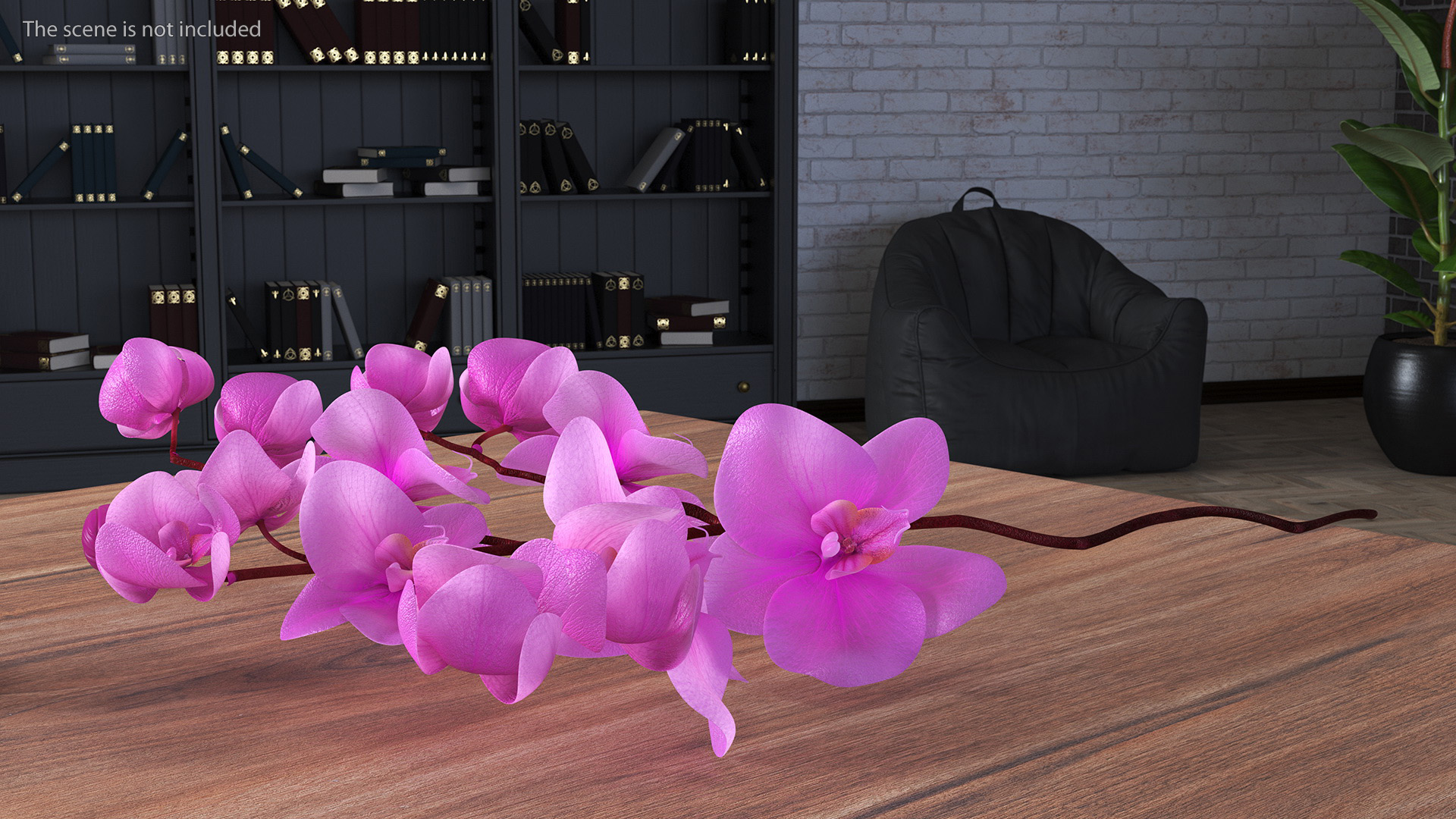 Pink Phalaenopsis Orchid 3D model