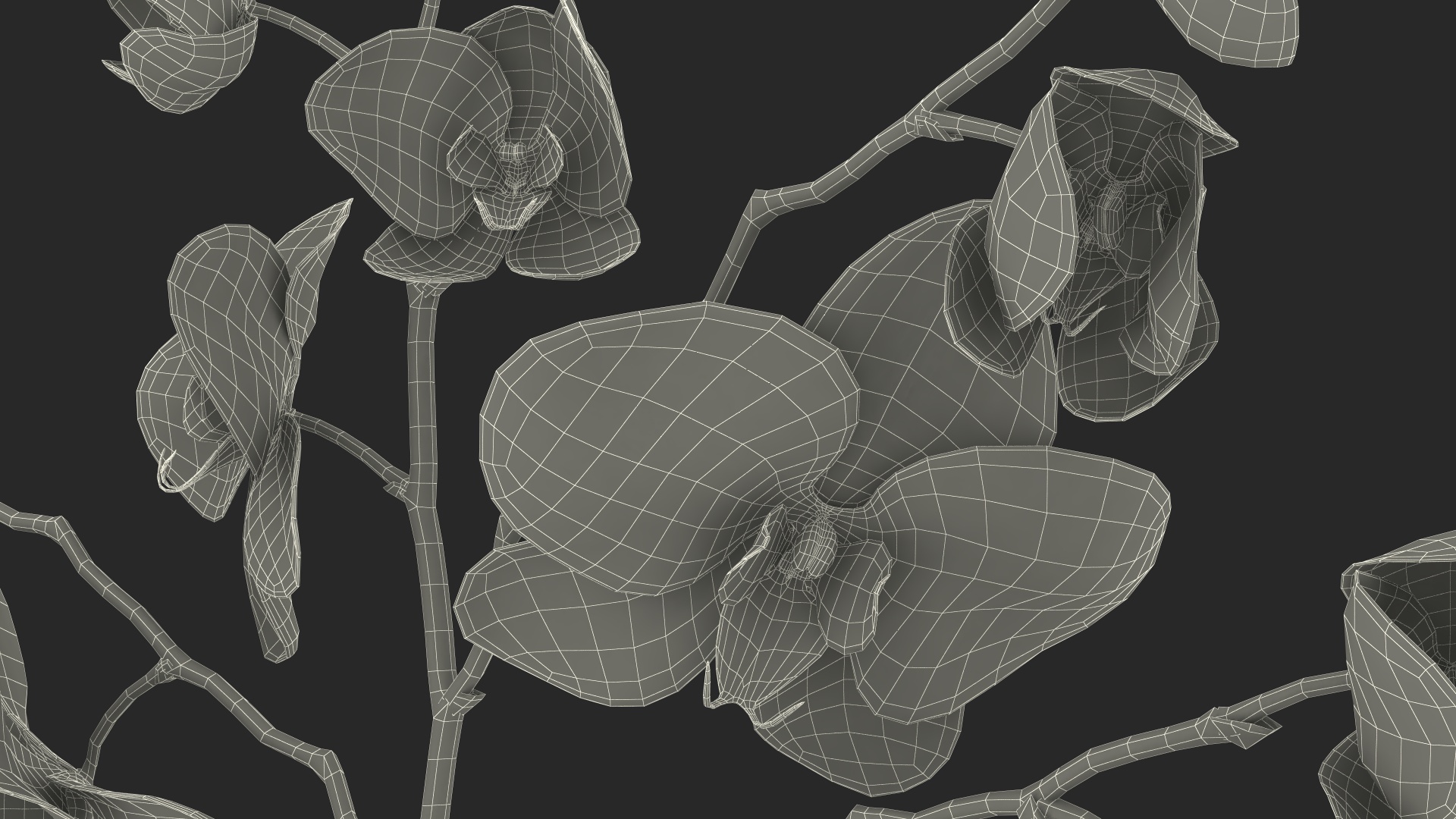 Pink Phalaenopsis Orchid 3D model