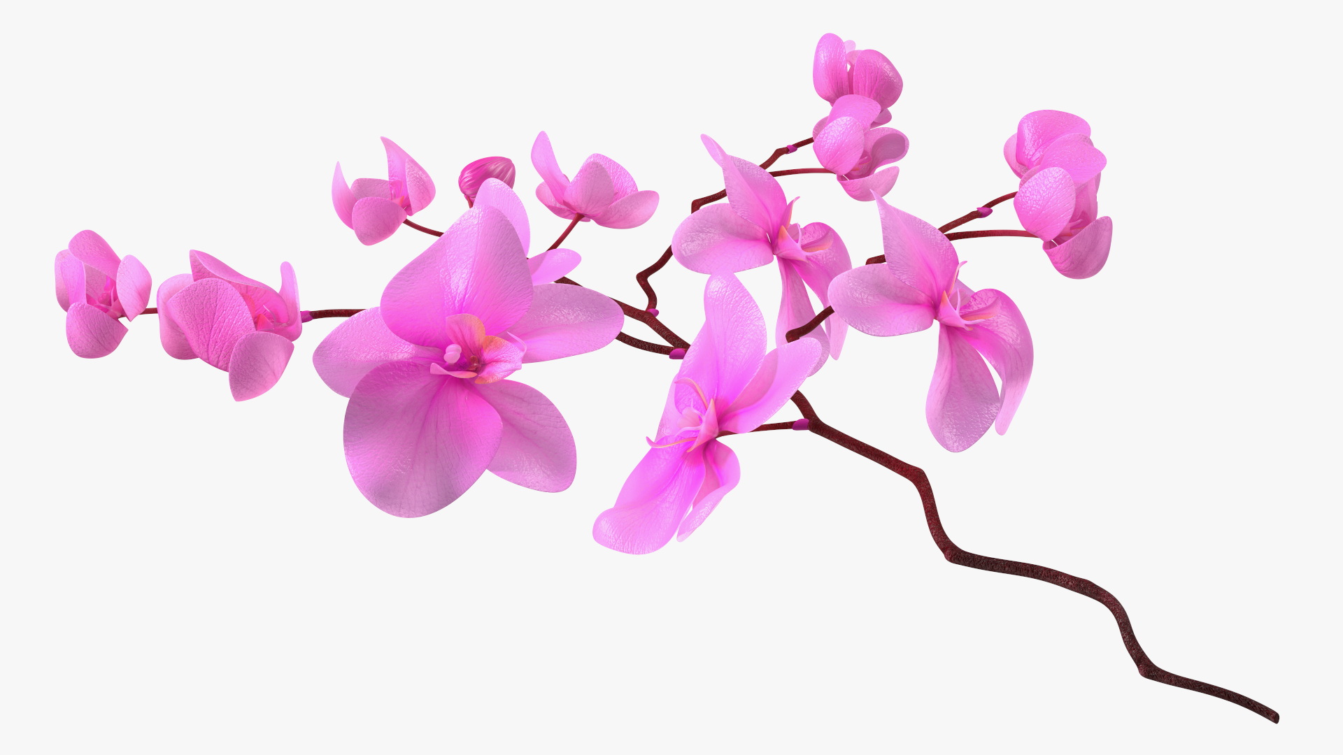 Pink Phalaenopsis Orchid 3D model