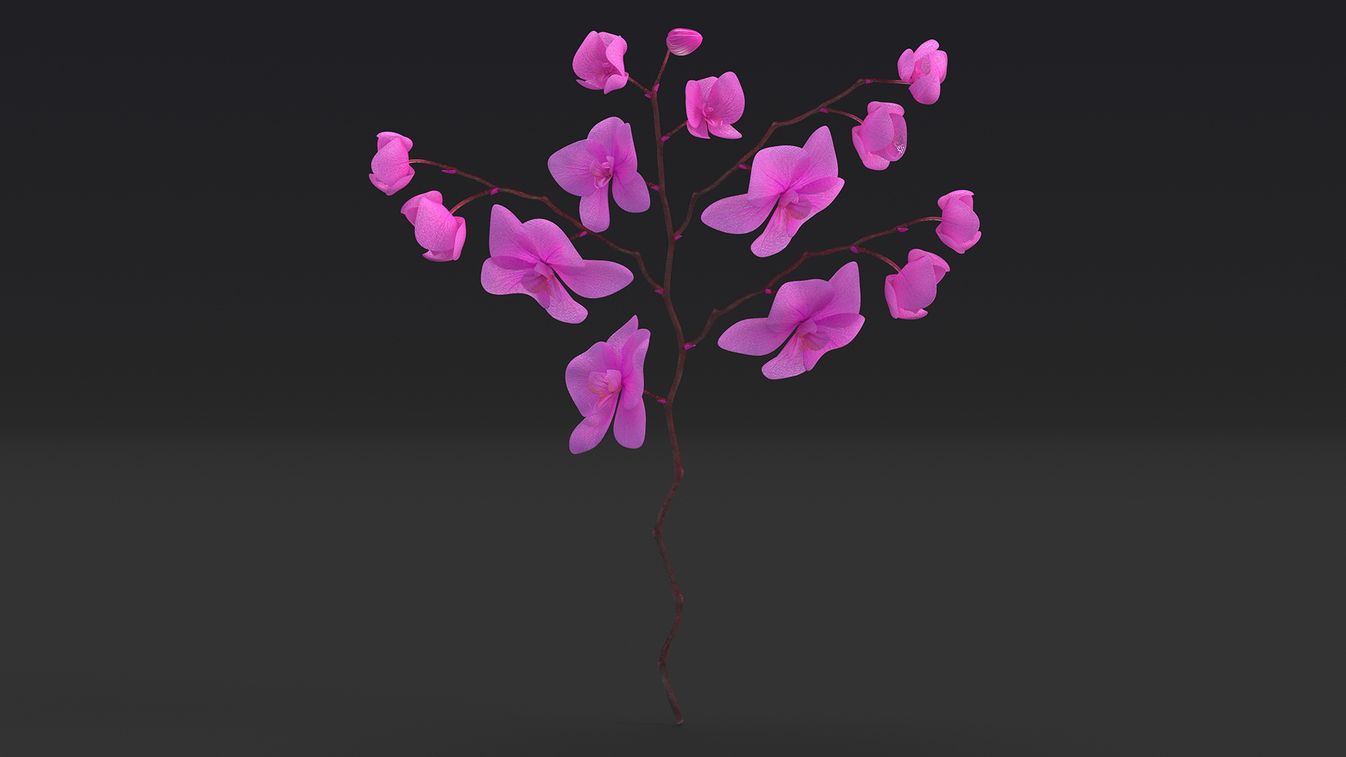 Pink Phalaenopsis Orchid 3D model