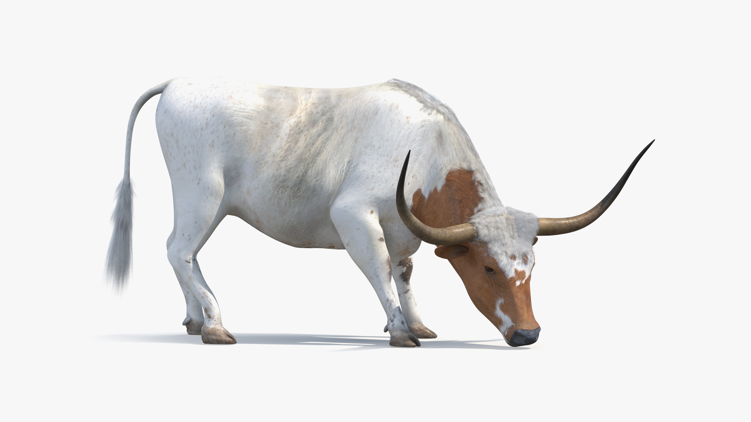 Texas Longhorn White Color Rigged for Cinema 4D 3D