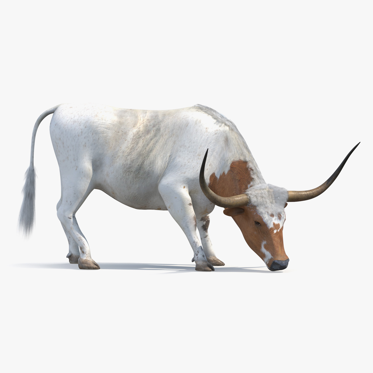 Texas Longhorn White Color Rigged for Cinema 4D 3D