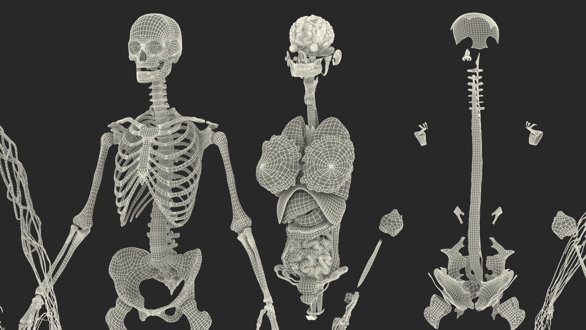 3D model Female Body Anatomy without Muscles