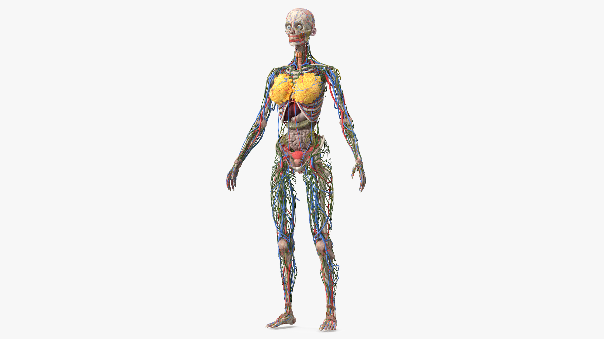 3D model Female Body Anatomy without Muscles