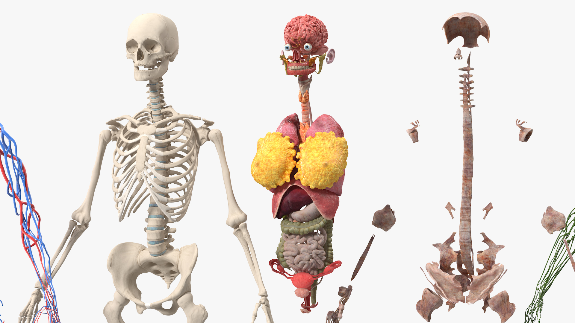 3D model Female Body Anatomy without Muscles