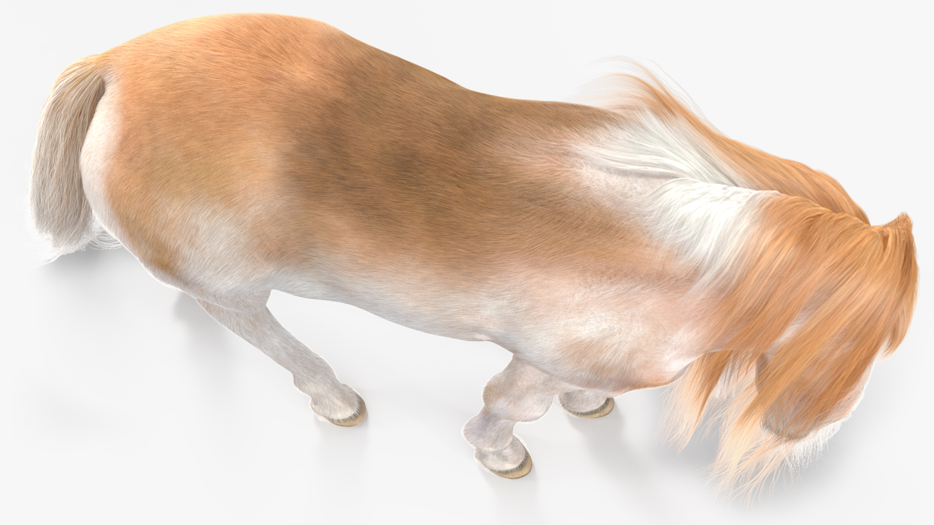 3D Pony with Long Mane Grazing Fur
