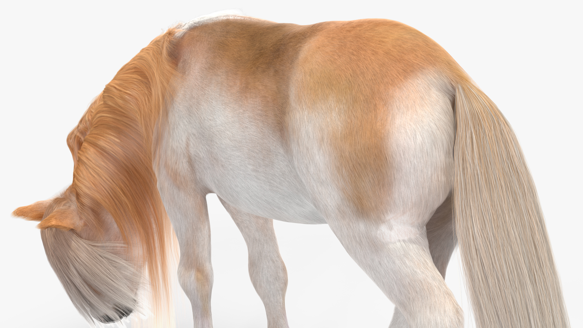 3D Pony with Long Mane Grazing Fur
