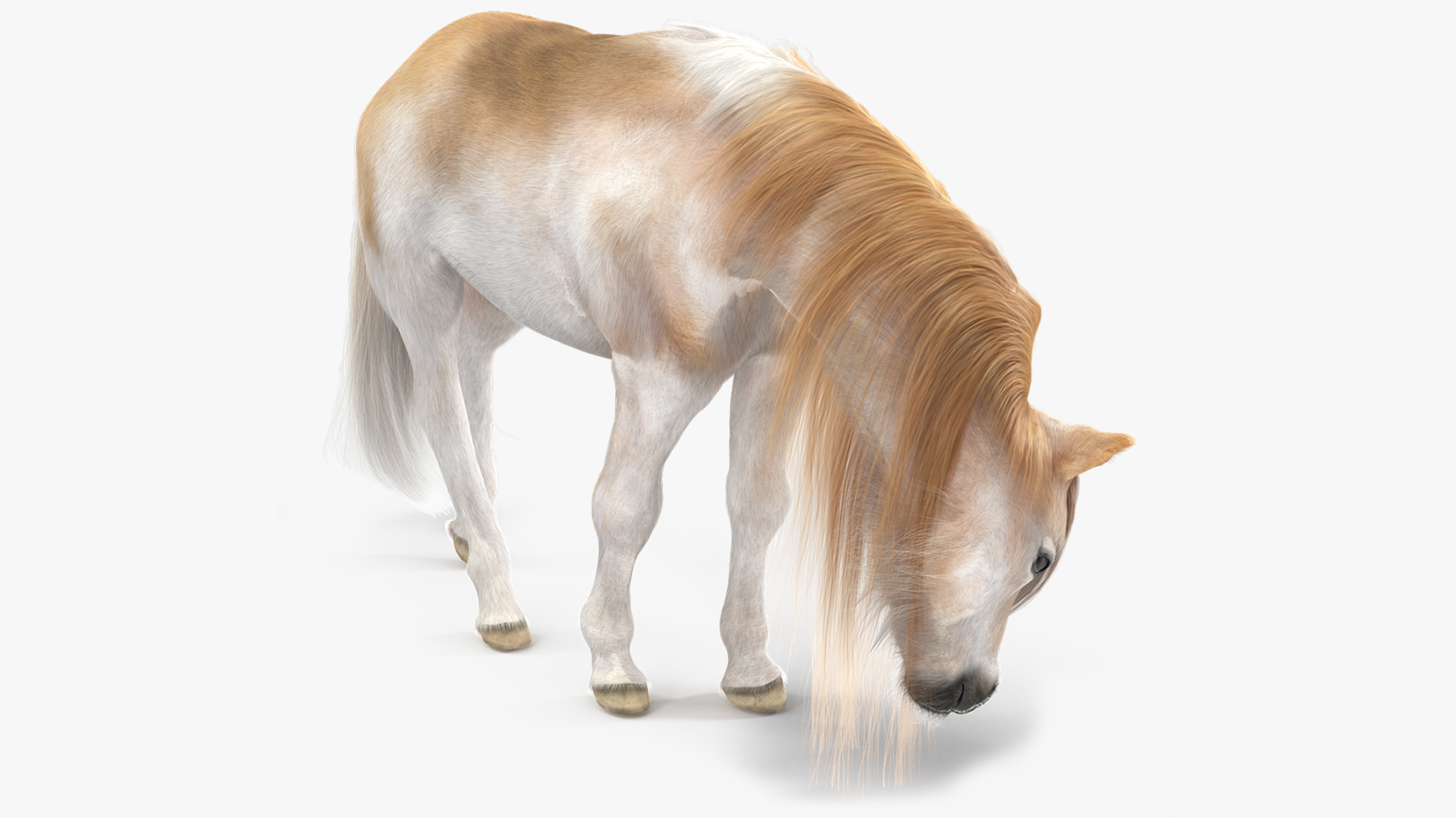 3D Pony with Long Mane Grazing Fur
