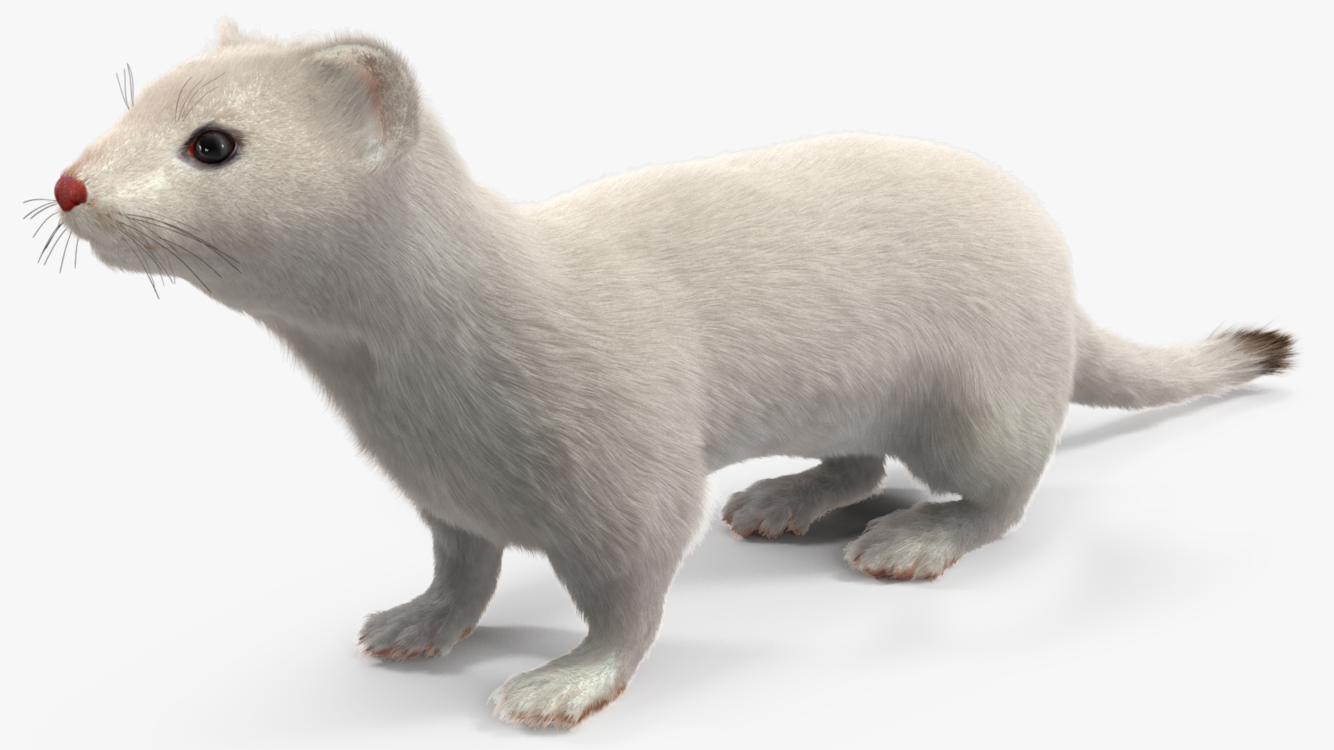 Ermine Winter Coat Fur 3D