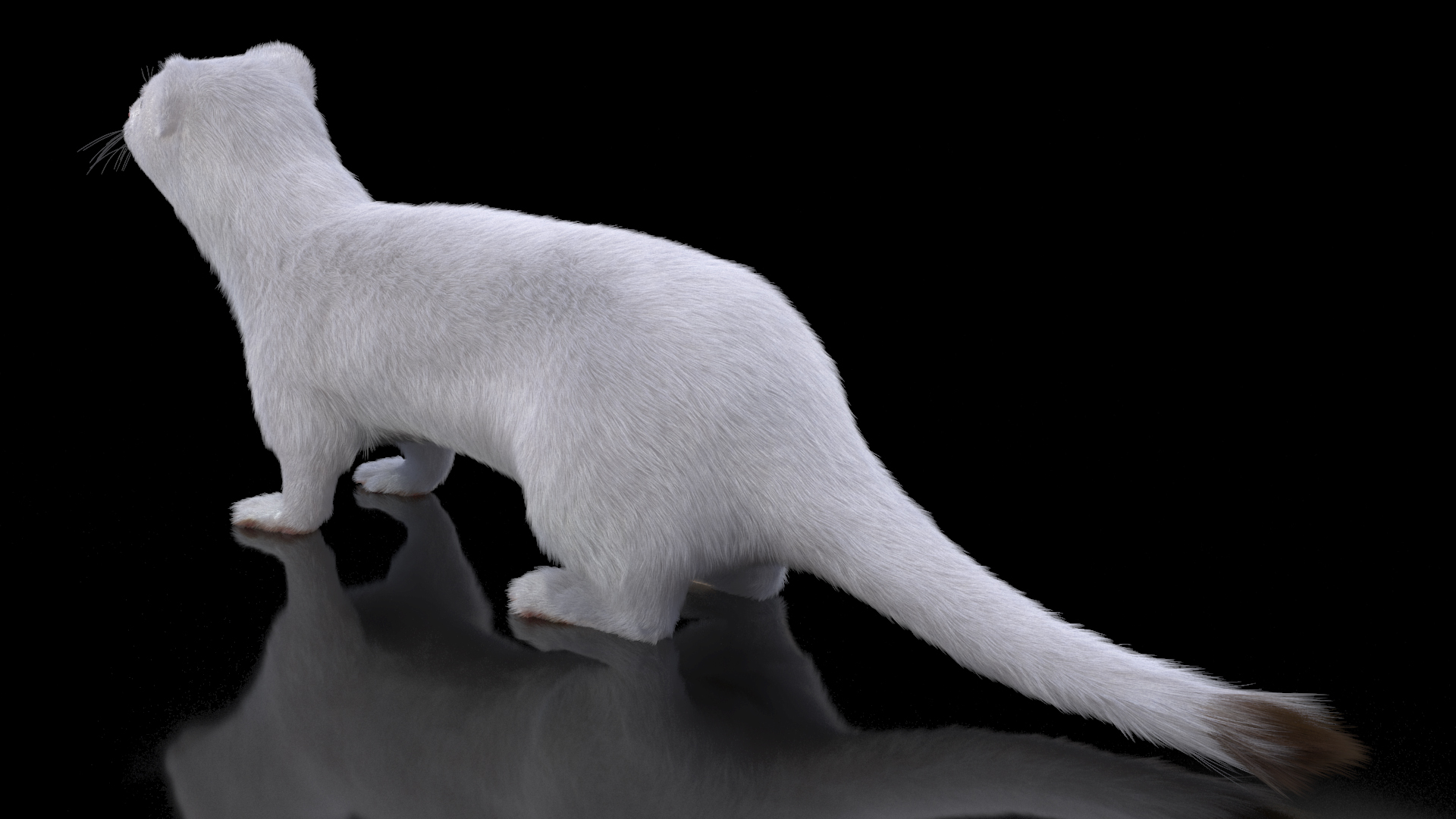 Ermine Winter Coat Fur 3D
